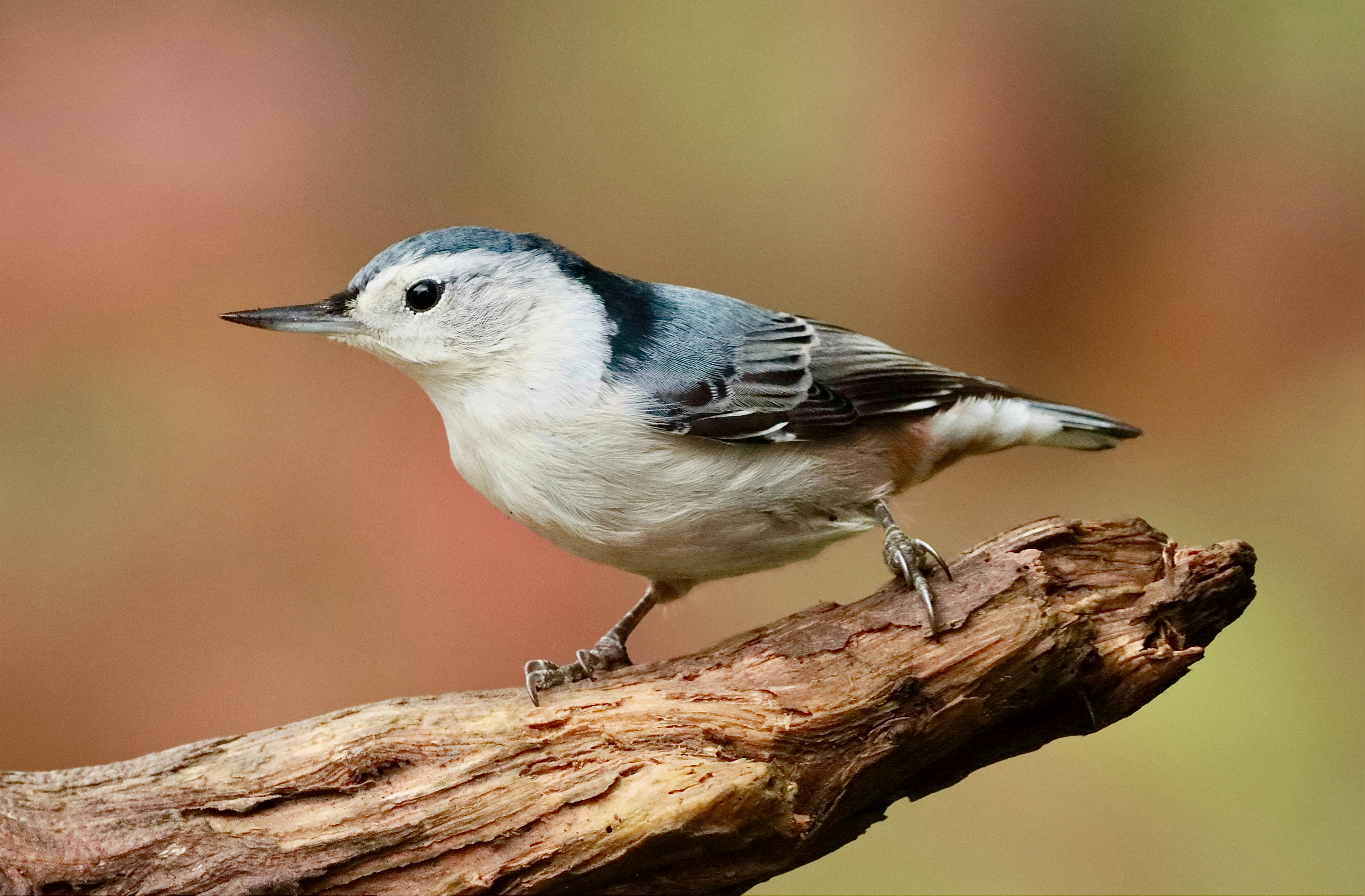 Photo by stephgibeaultart