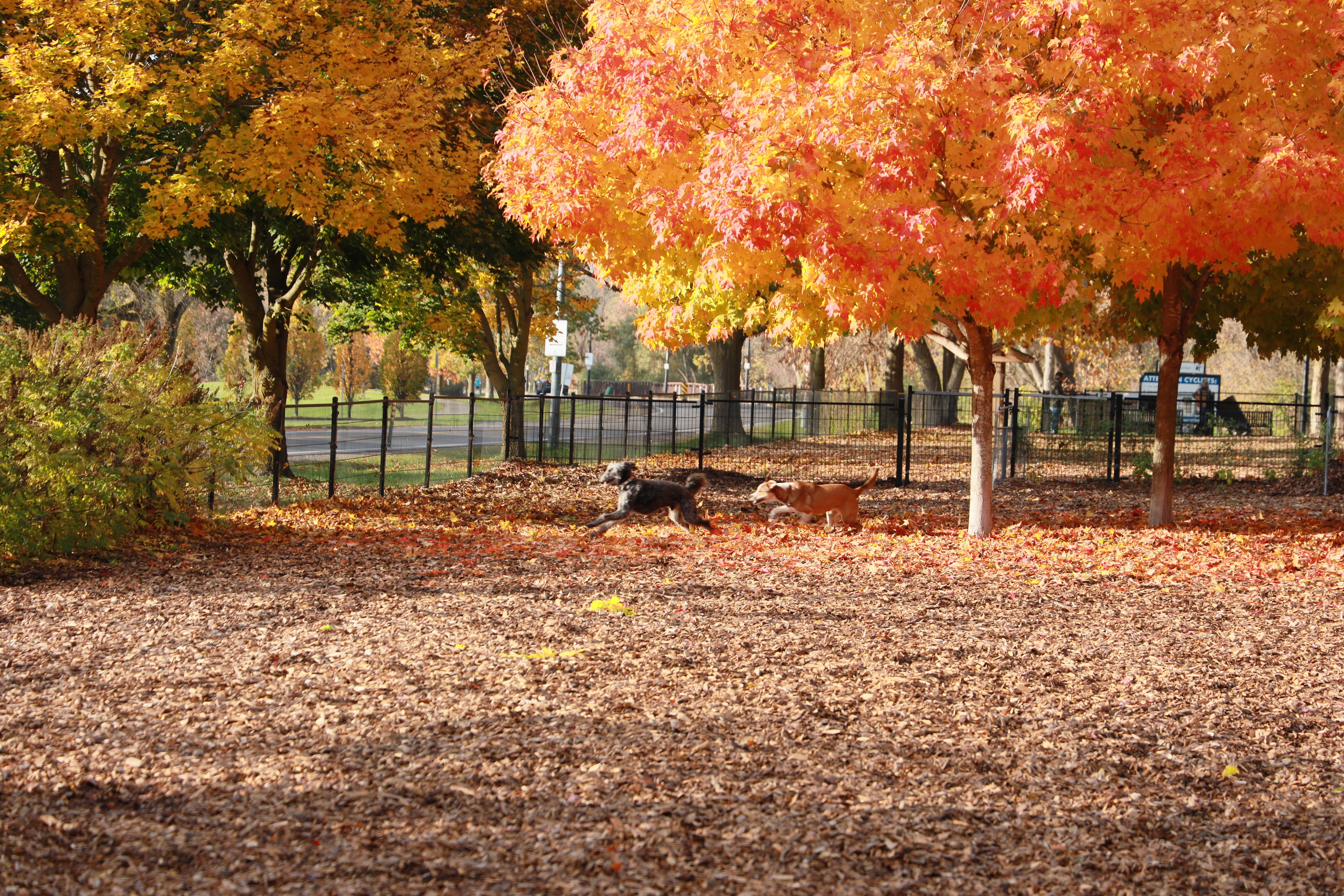 River Road Dog Park