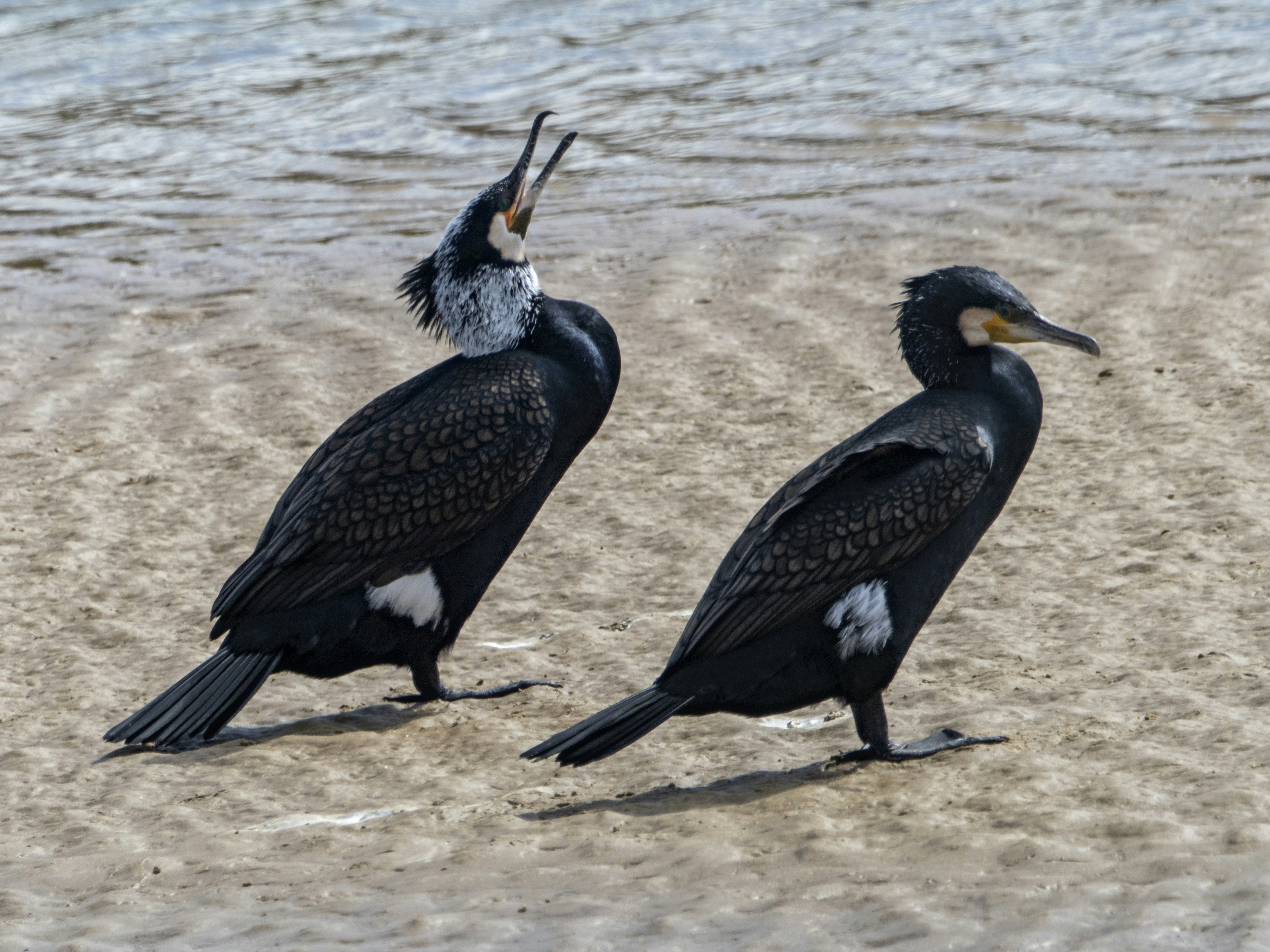 Photo by fresnodelosrios