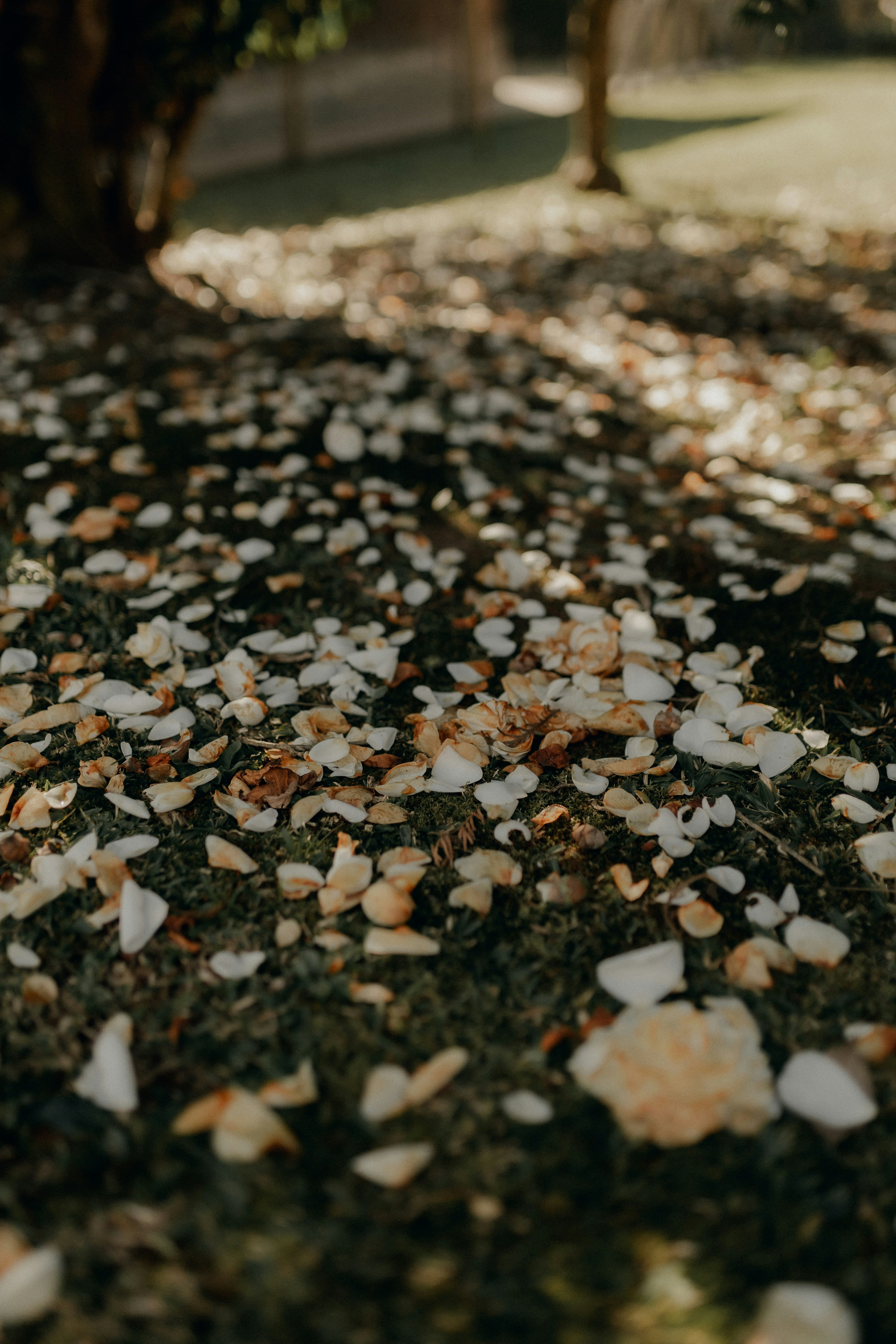 romantic garden wedding, wallpaper, Romantic Garden Wedding Decor: A Complete Guide 6