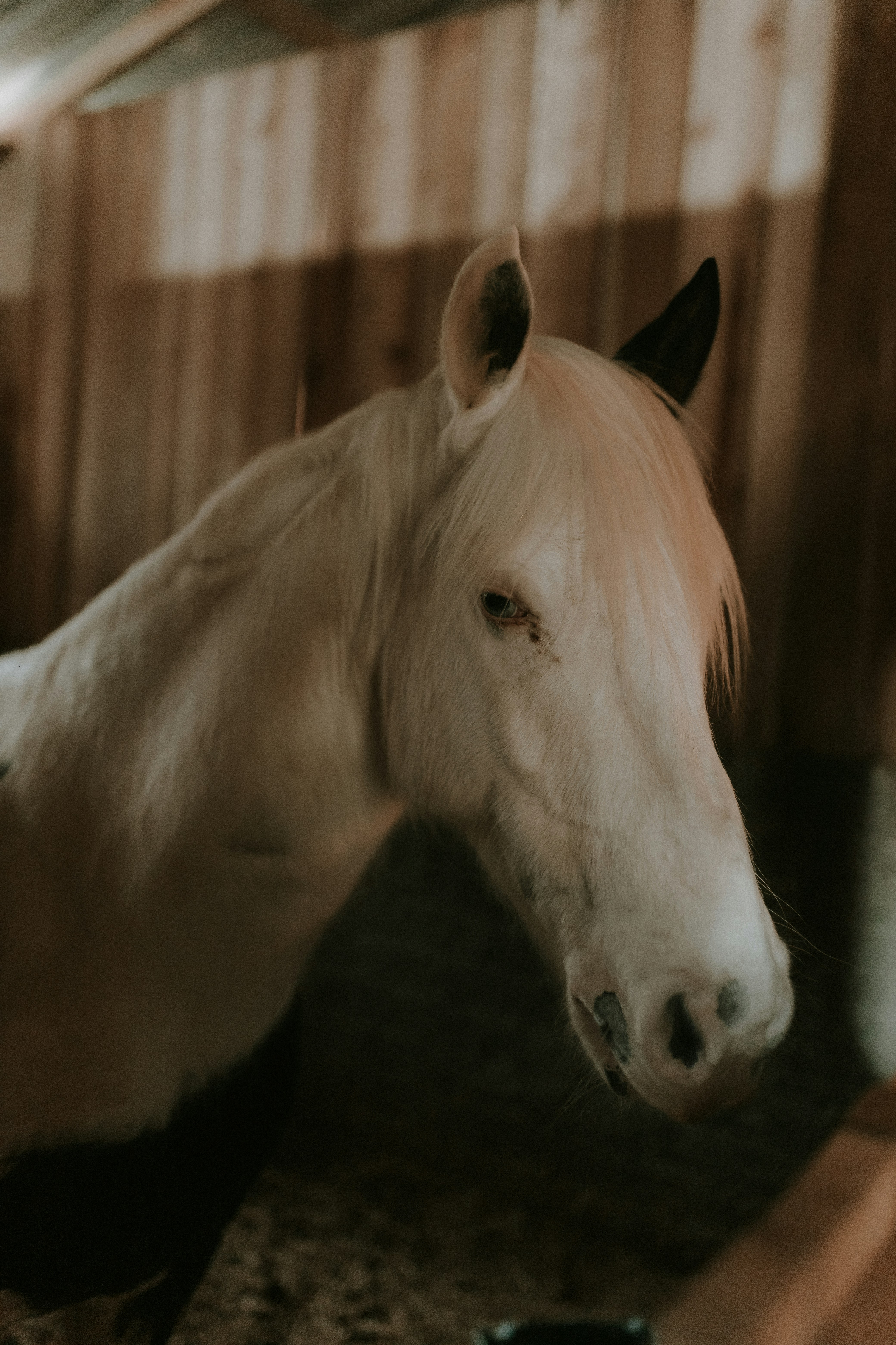 A white horse stands in a wooden stable