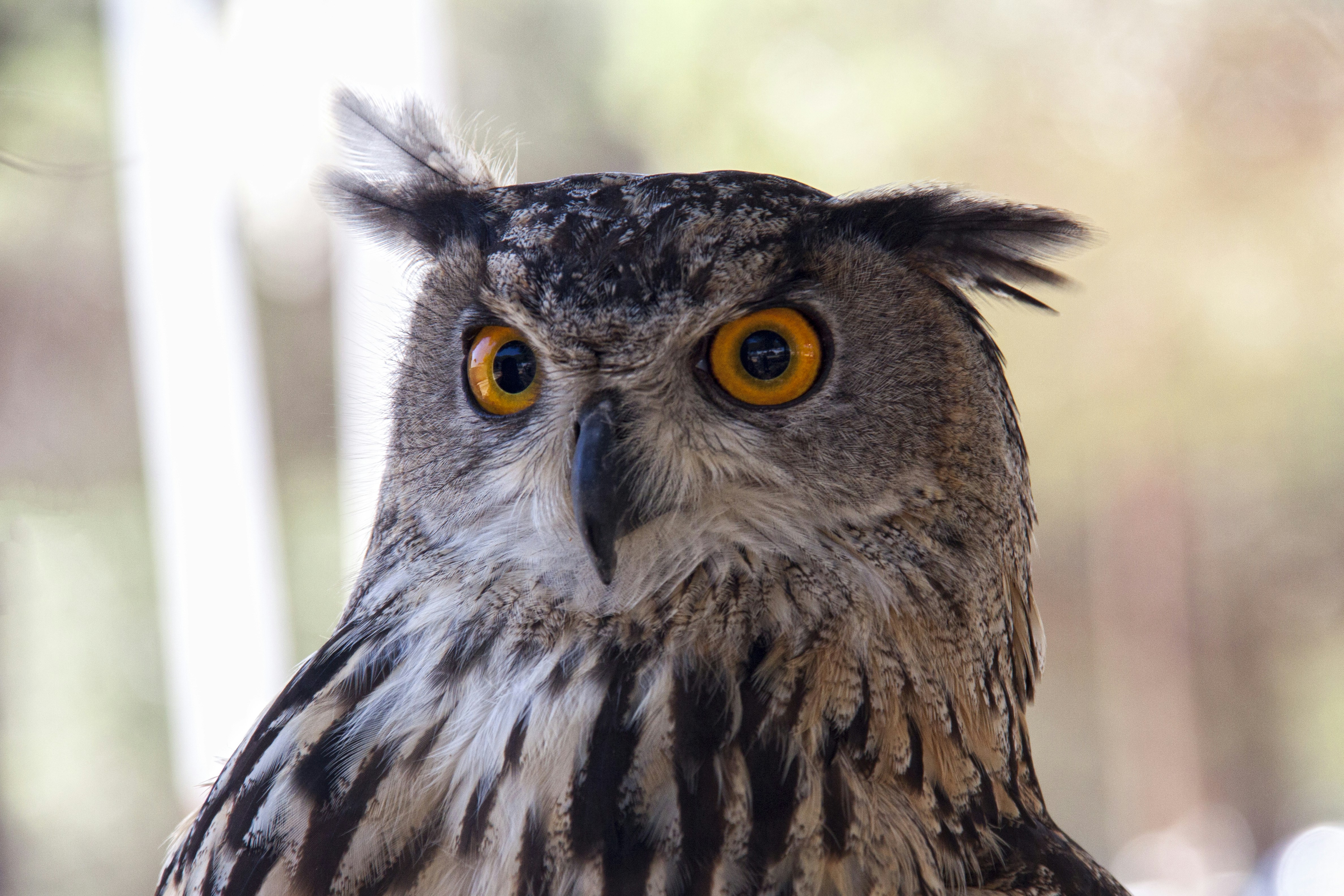 Photo by fresnodelosrios