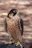 A falcon with speckled feathers sits on a perch.