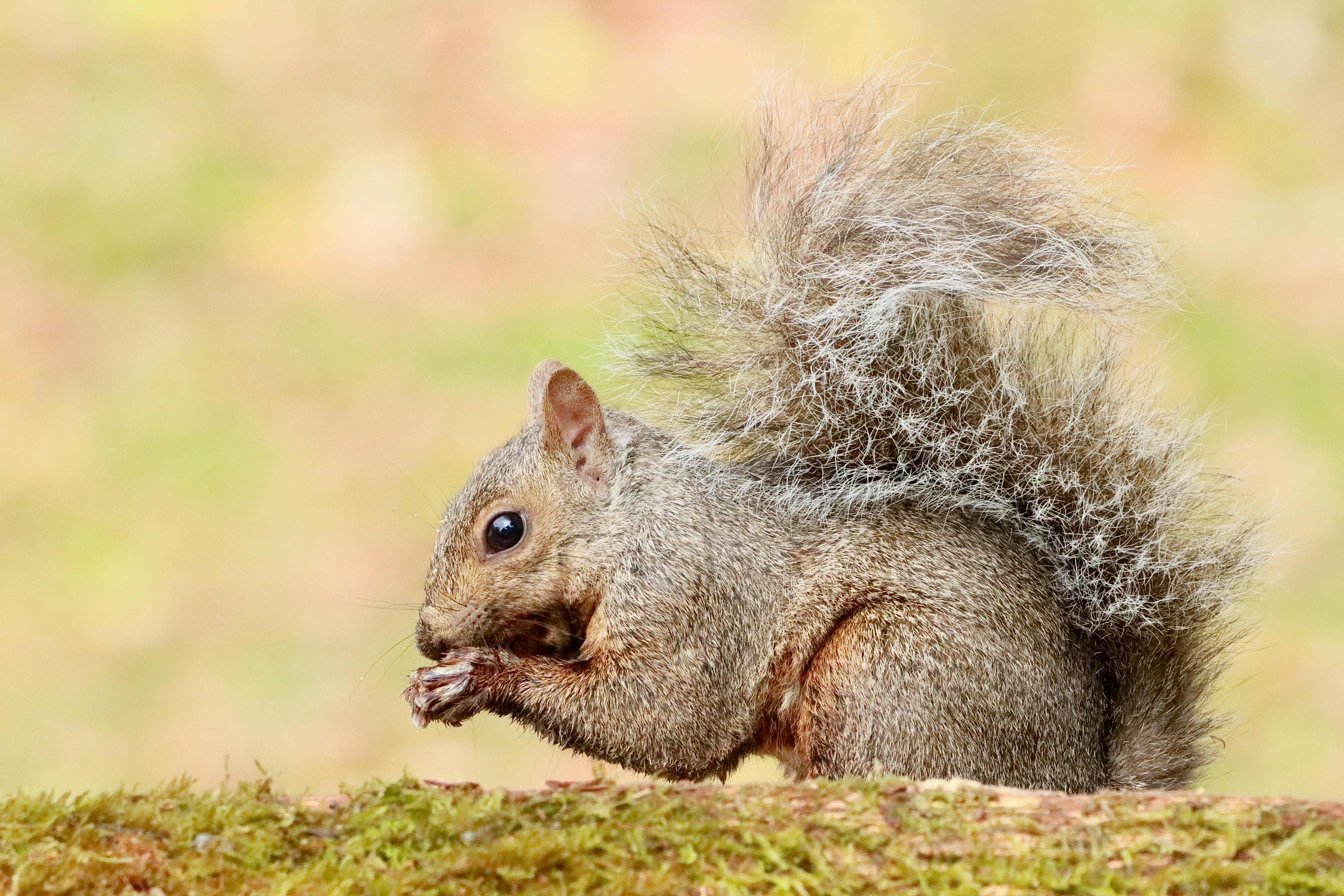 Photo by stephgibeaultart