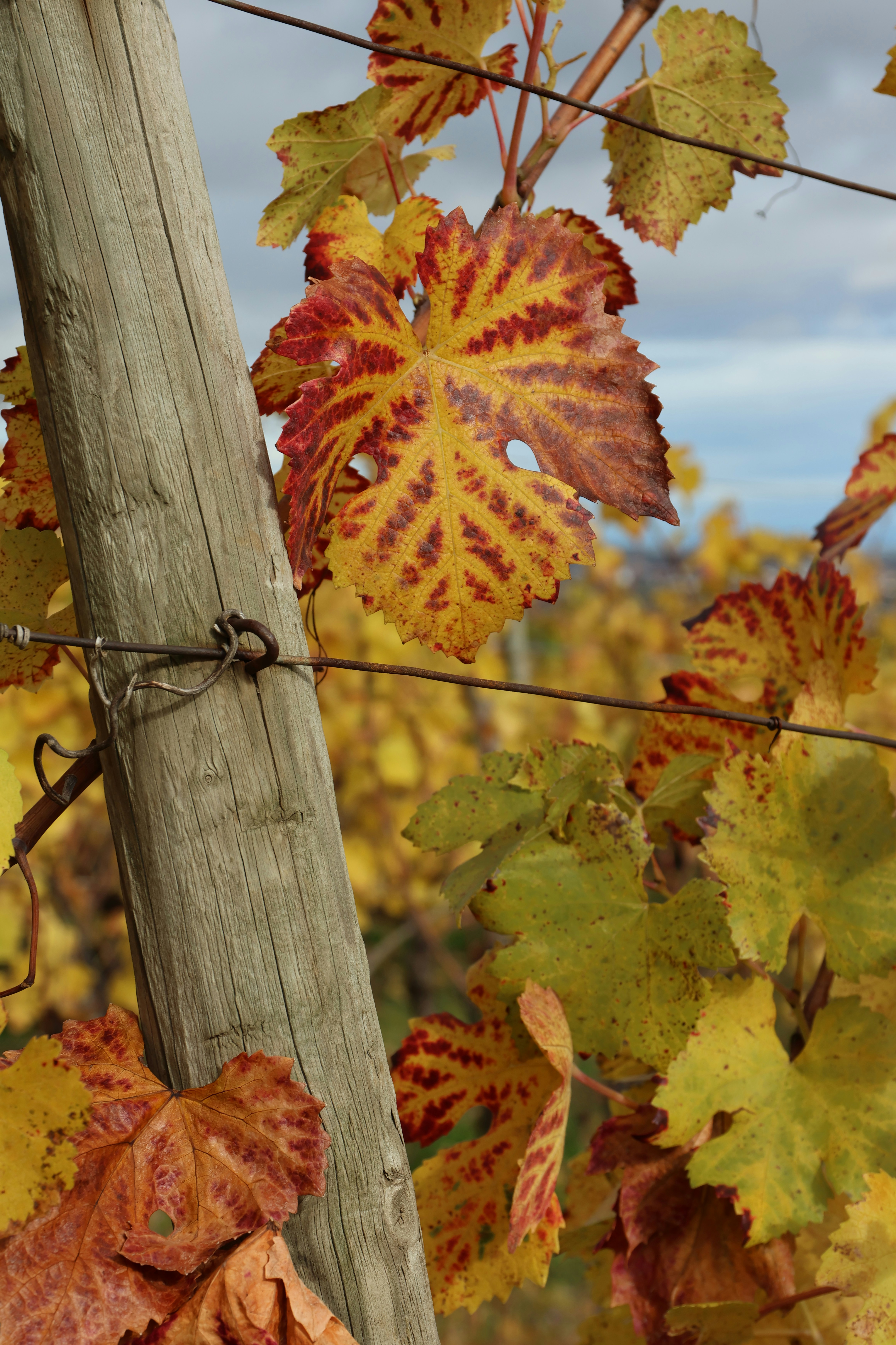 Photo by christoph_68