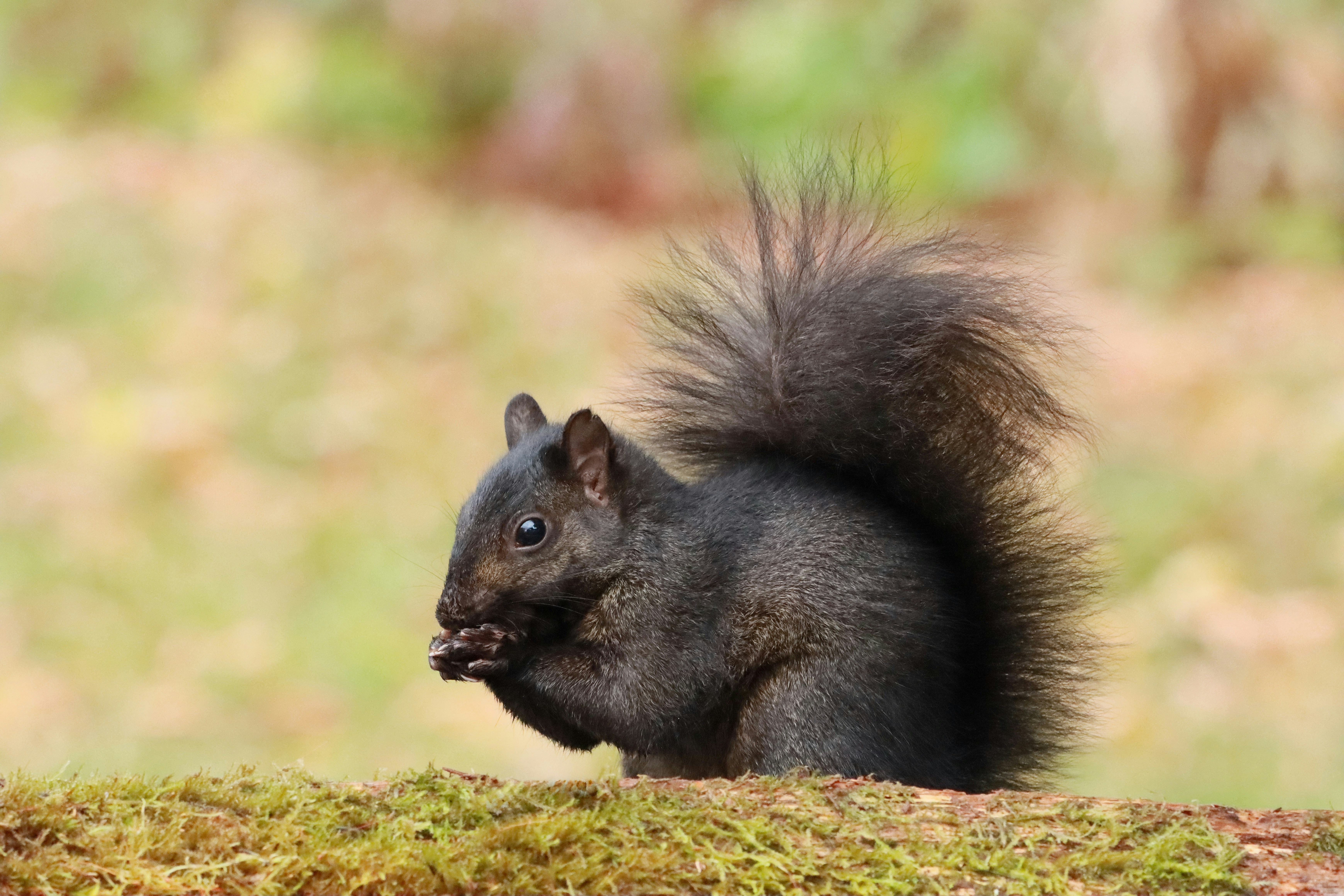 Photo by stephgibeaultart