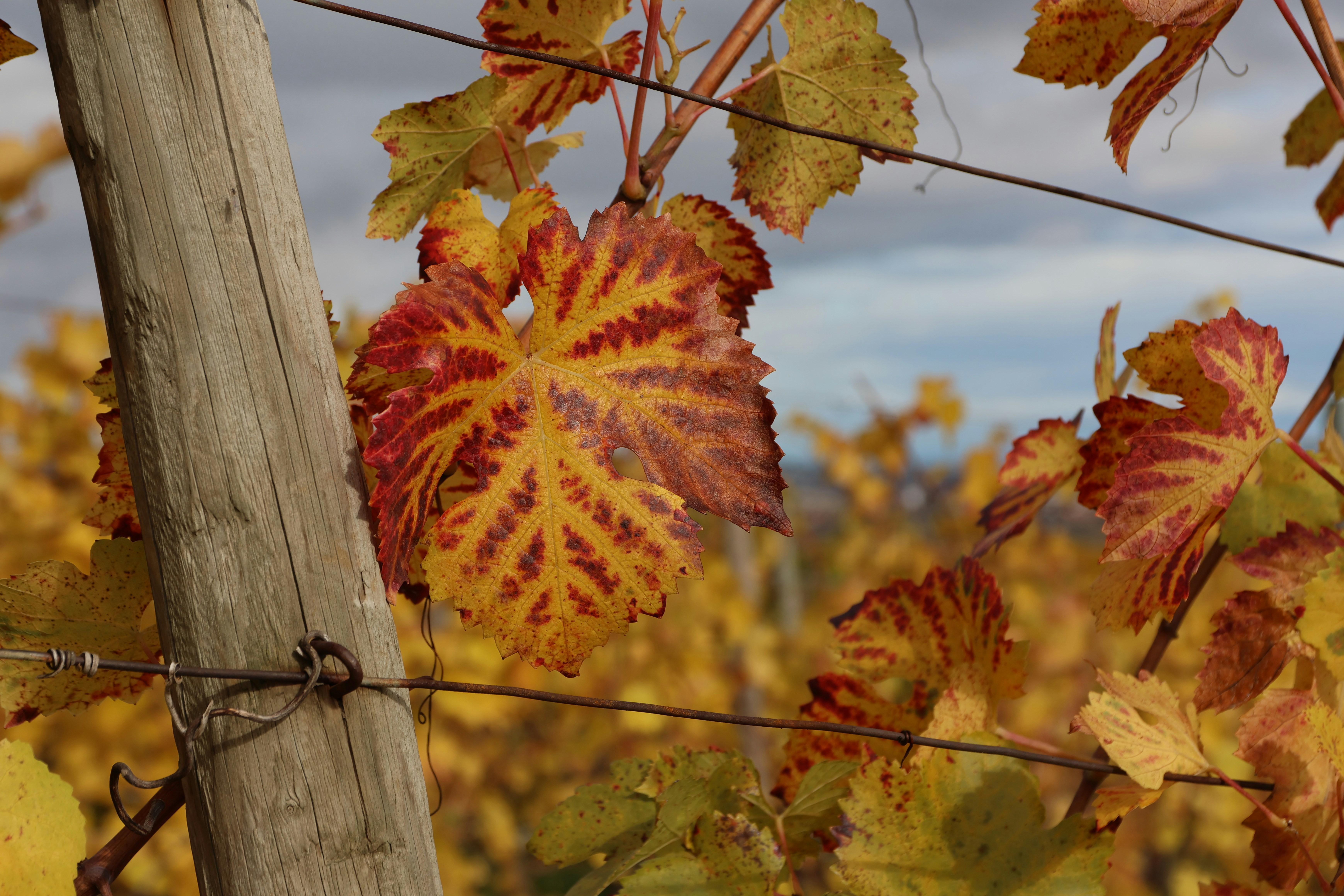 Photo by christoph_68