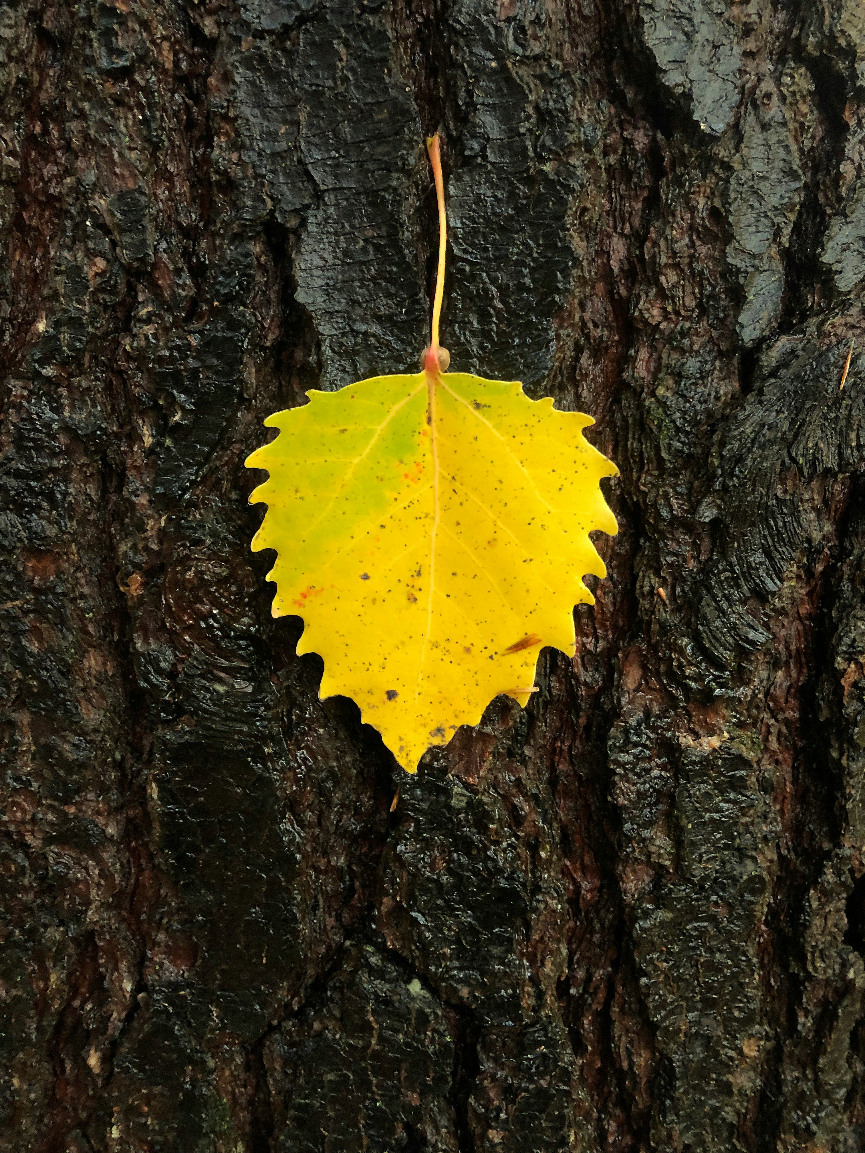 A single yellow leaf on dark tree bark