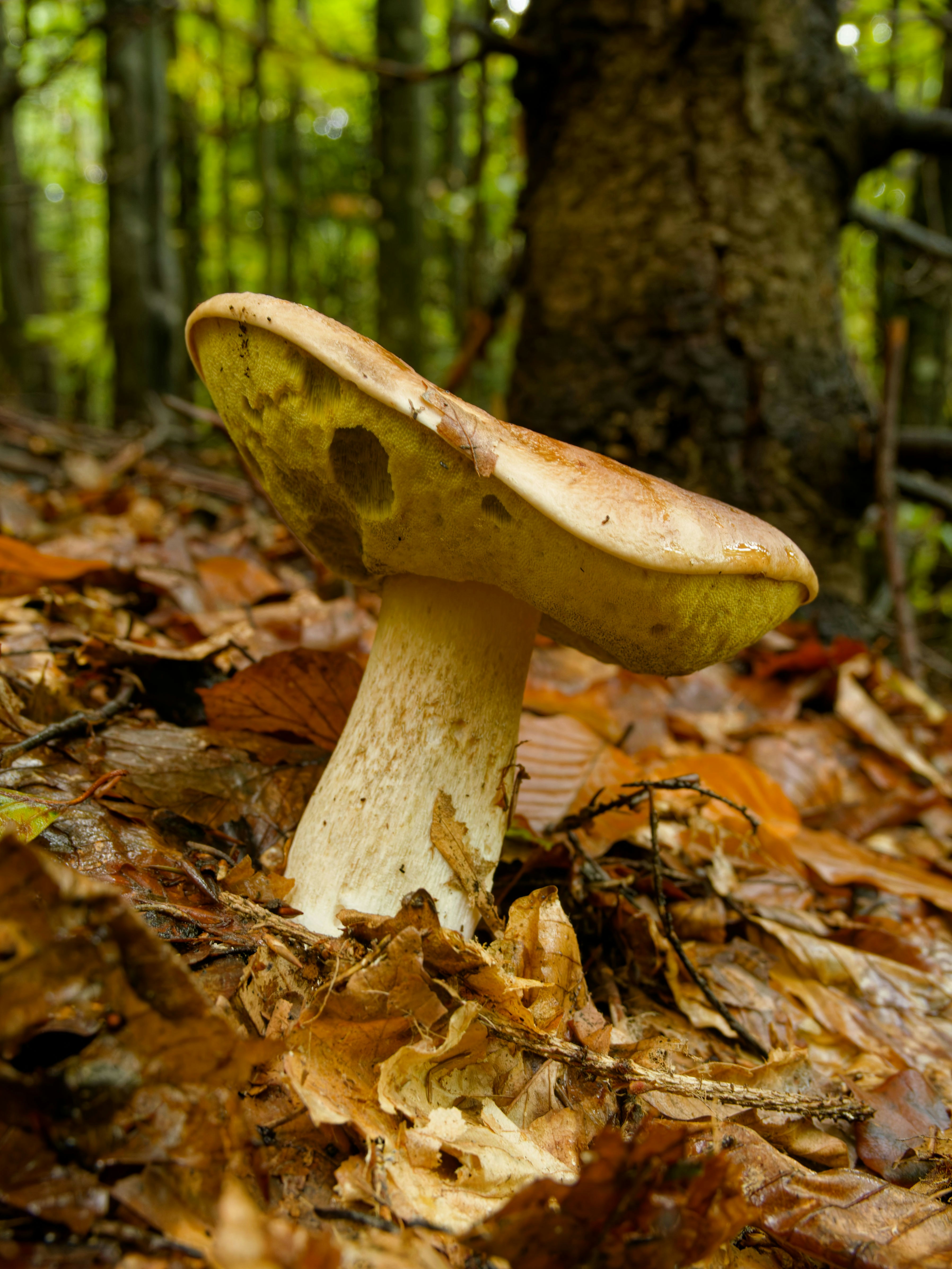 Photo by illes_cristi