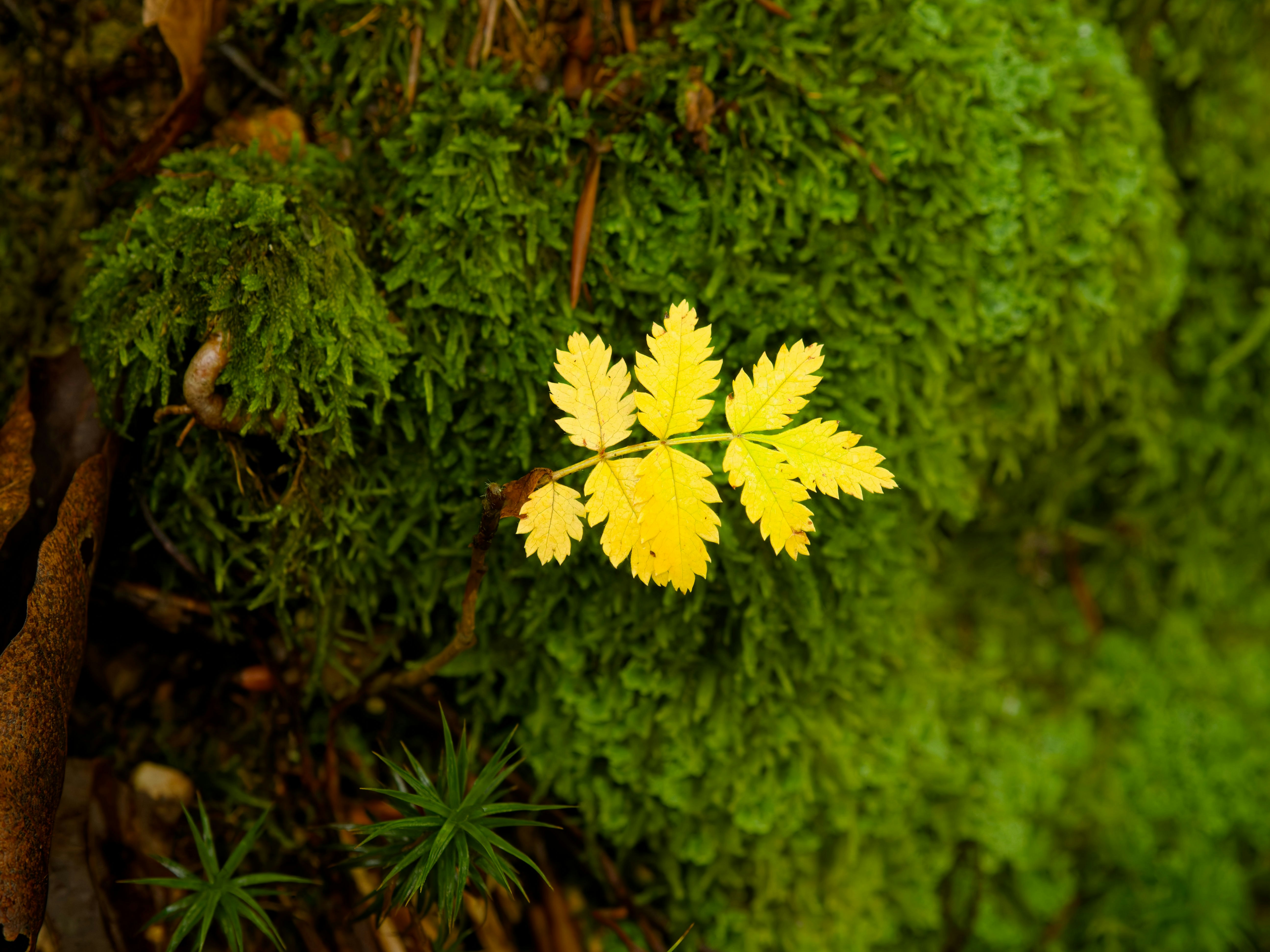 Photo by illes_cristi