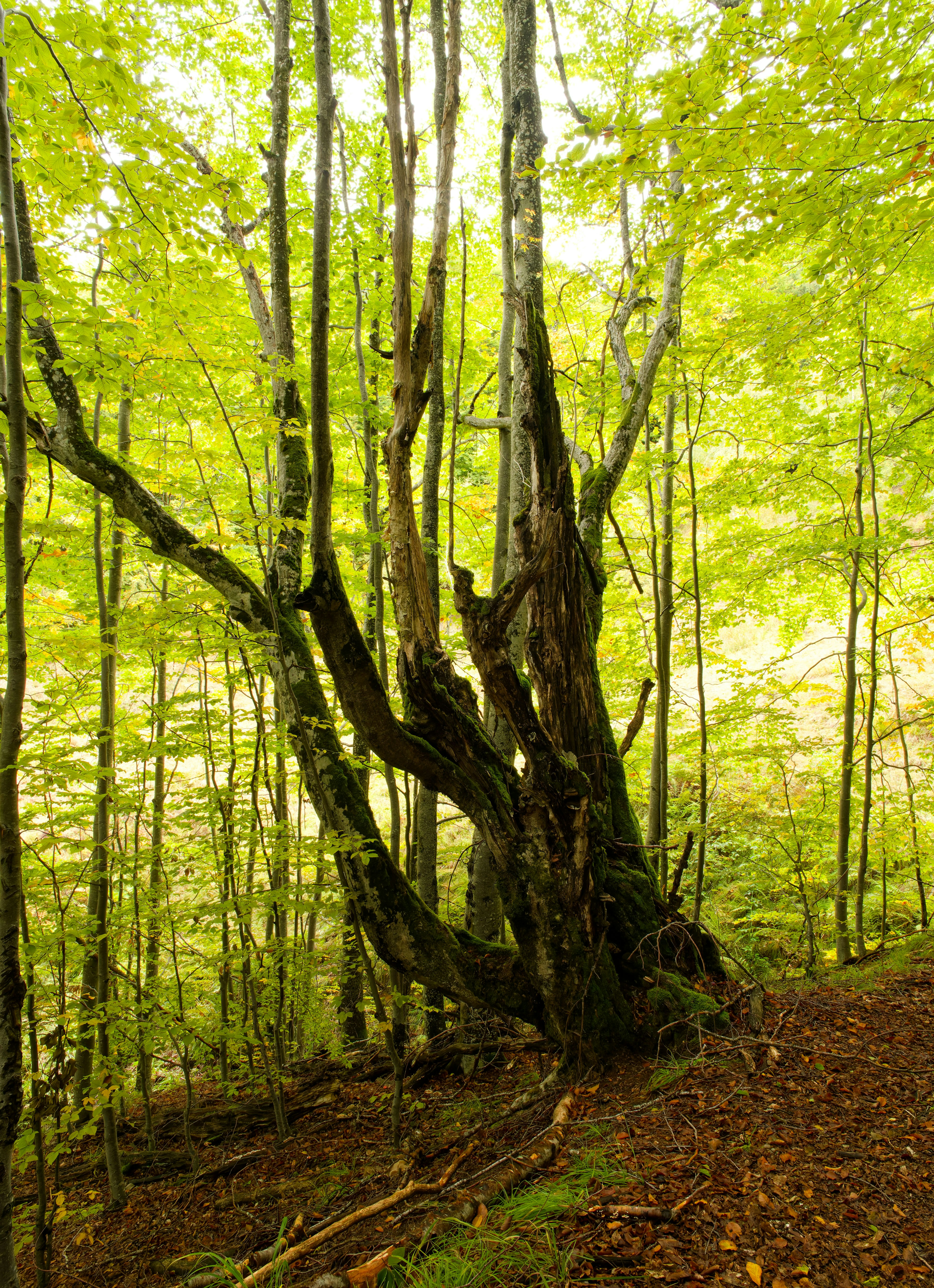 Photo by illes_cristi