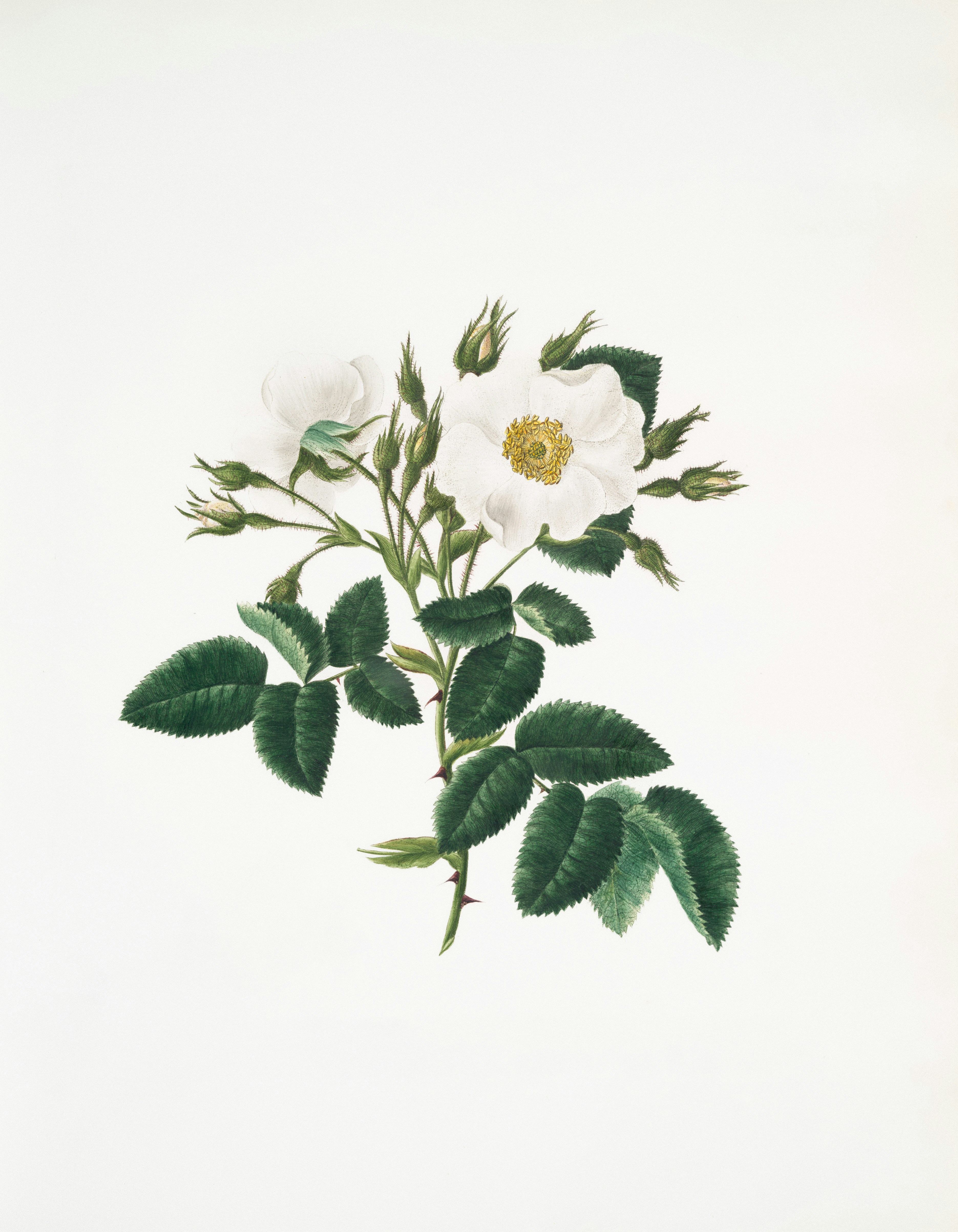 White rose bush with green leaves and buds
