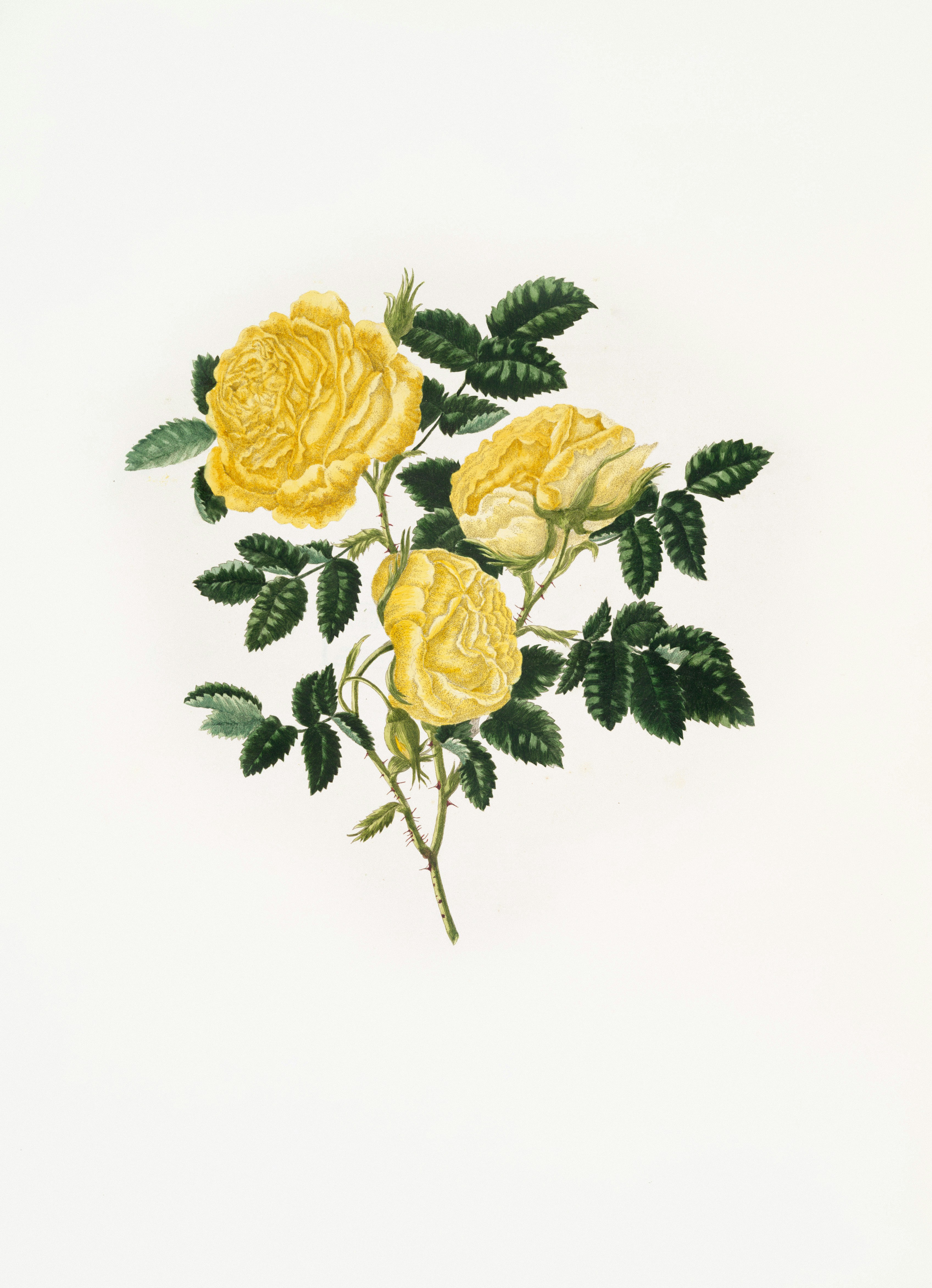 Yellow roses with green leaves on a white background