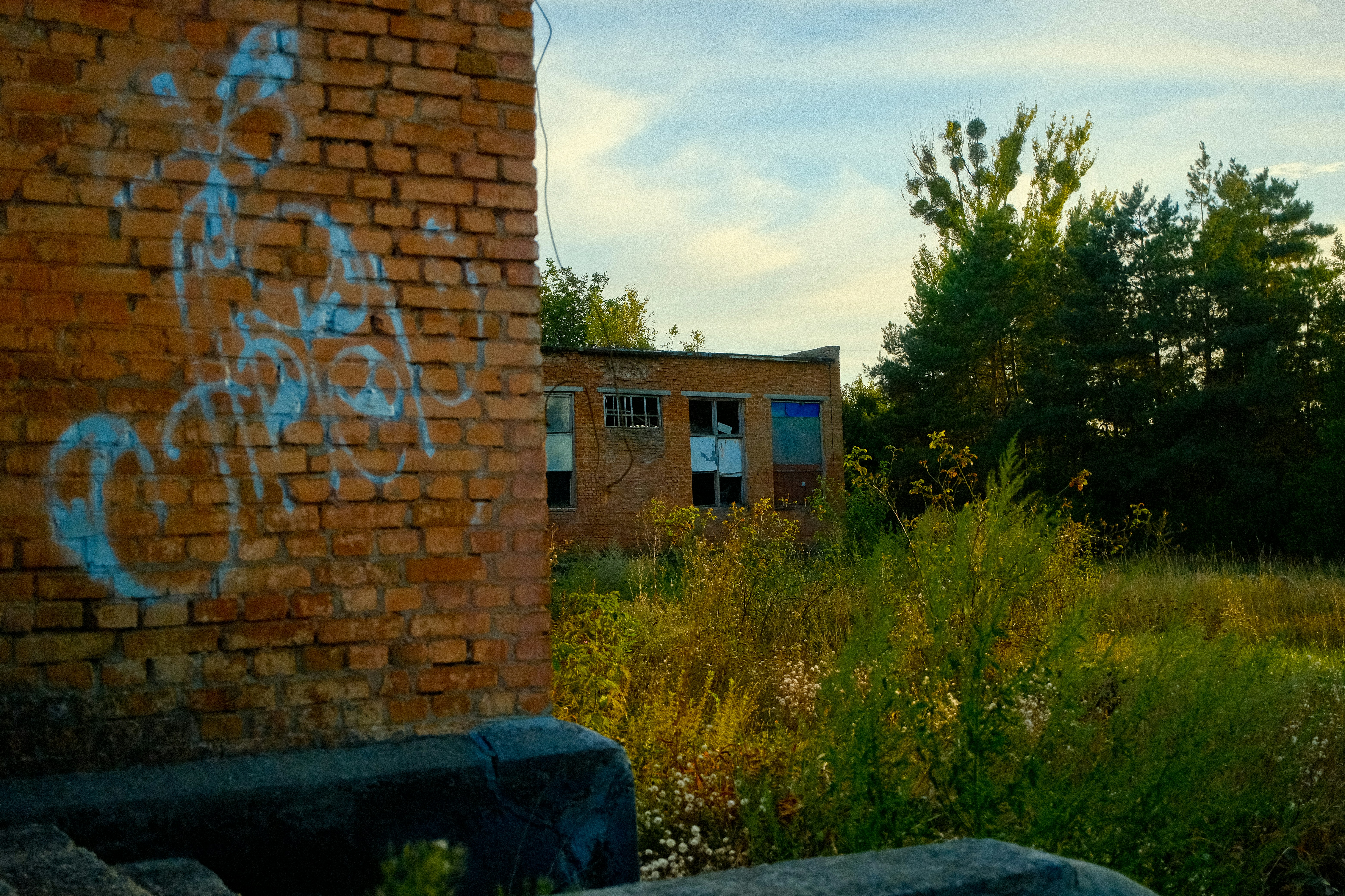 Graffiti on brick building with overgrown vegetation.