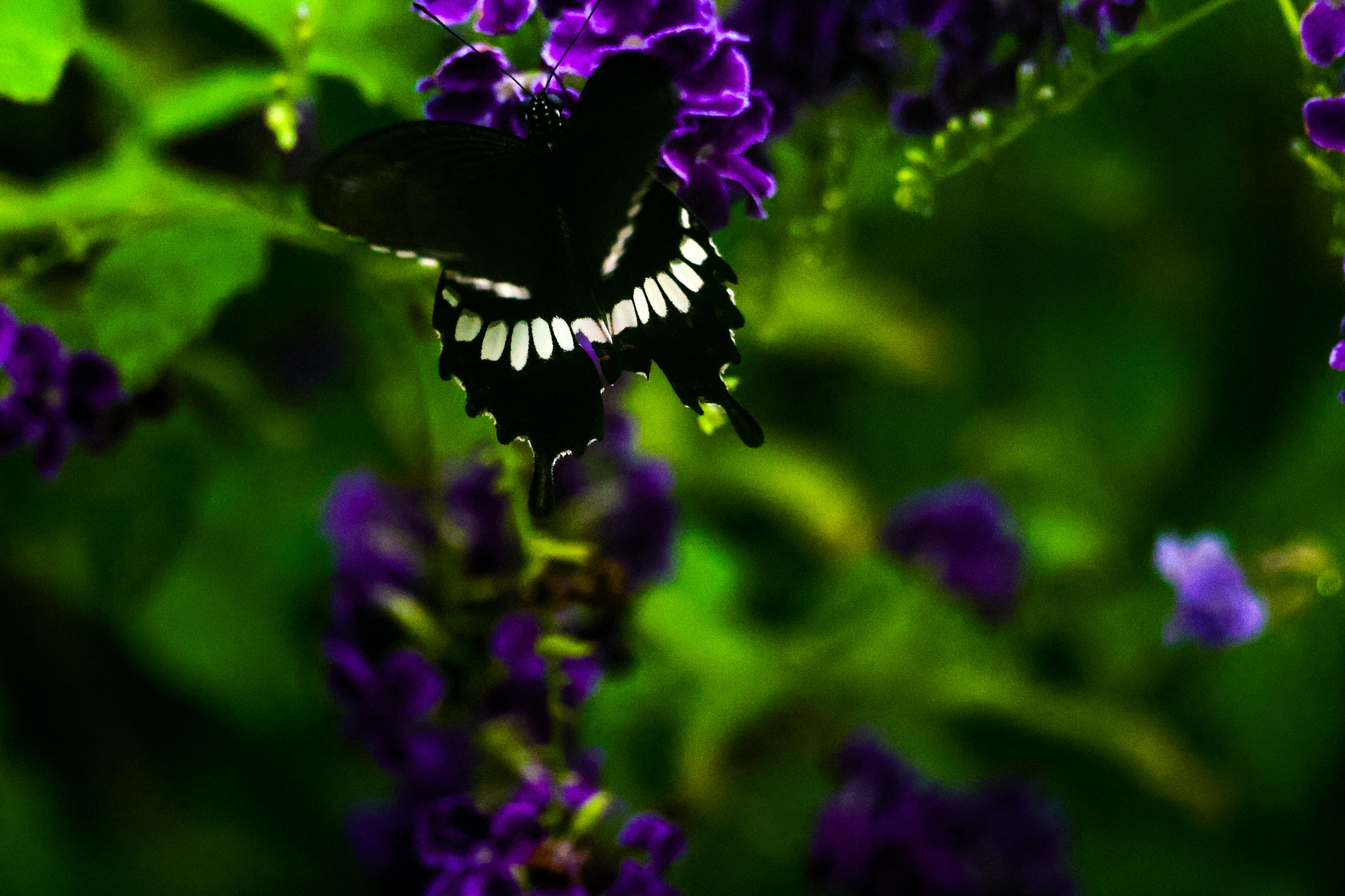 Black butterfly with white markings on purple flowers