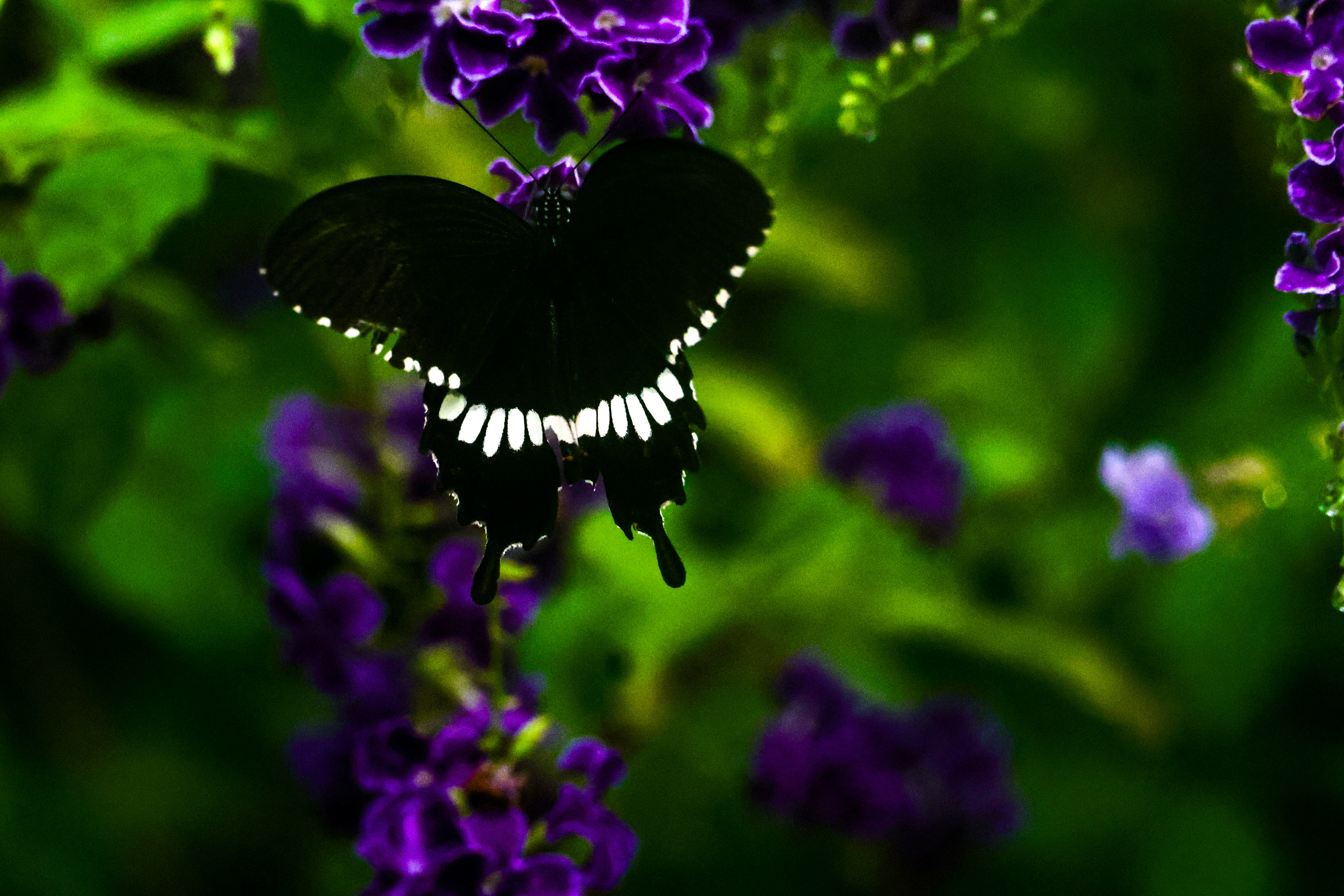 A black butterfly rests on purple flowers