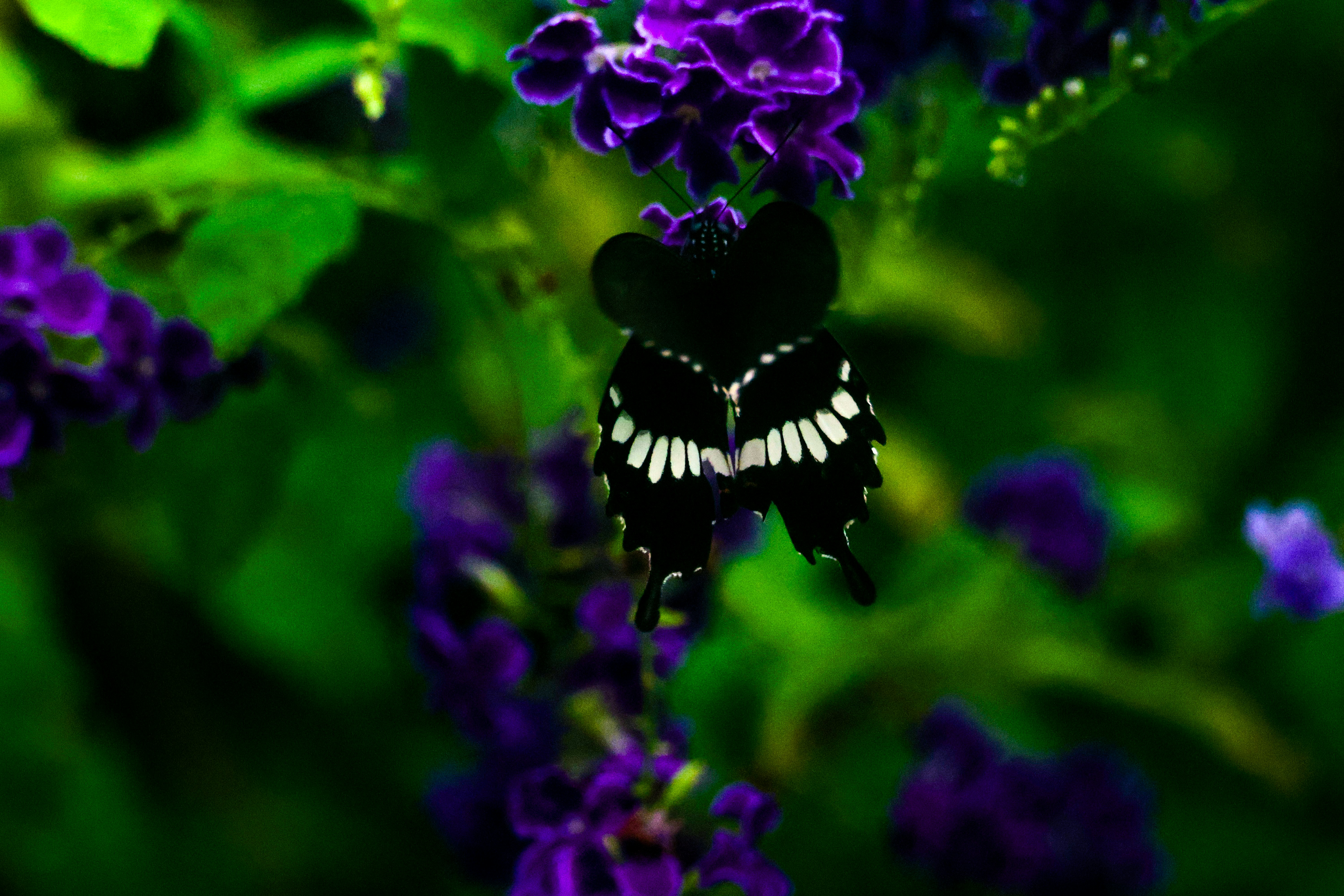 A black butterfly with white markings on purple flowers.