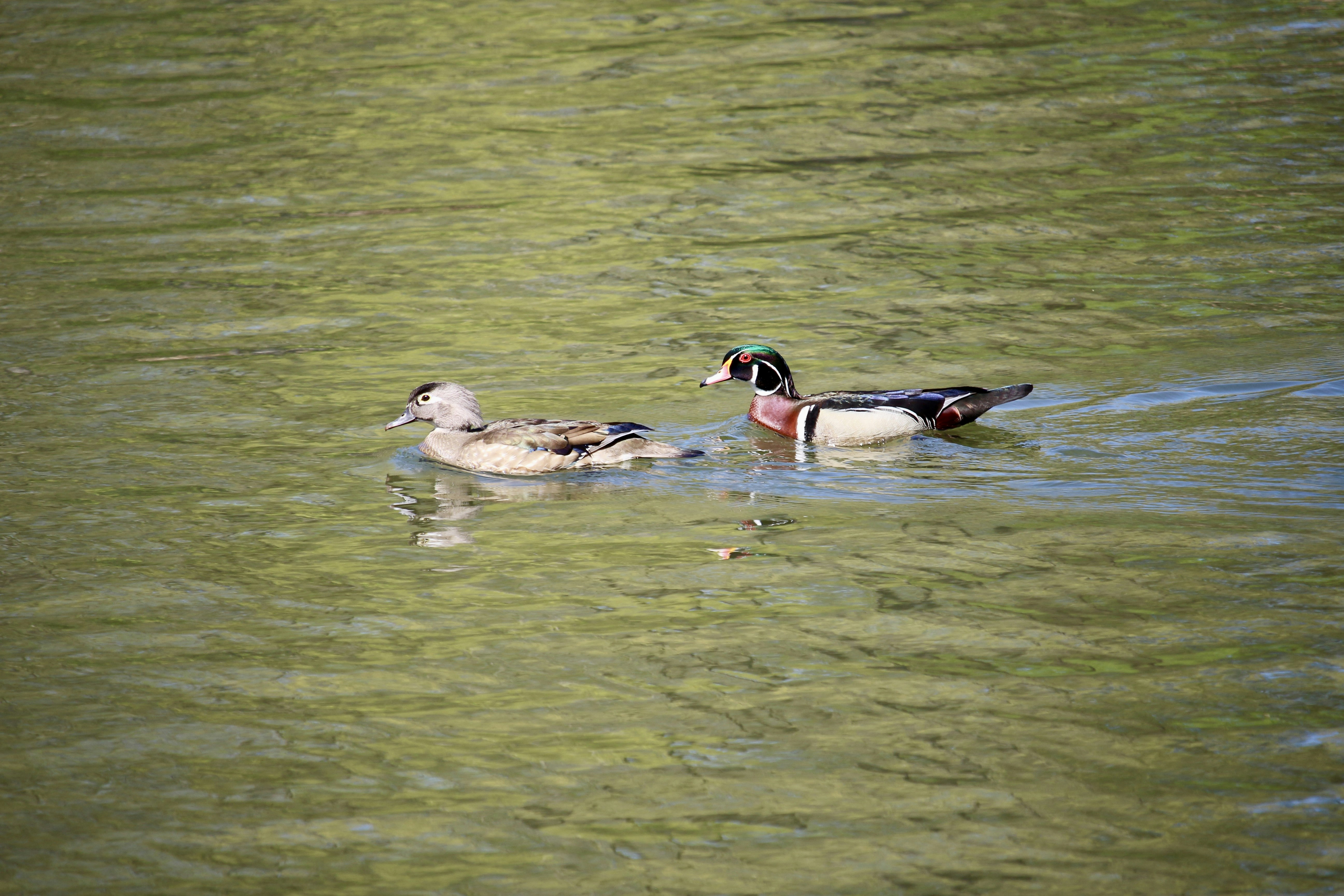 Wood Duck Park