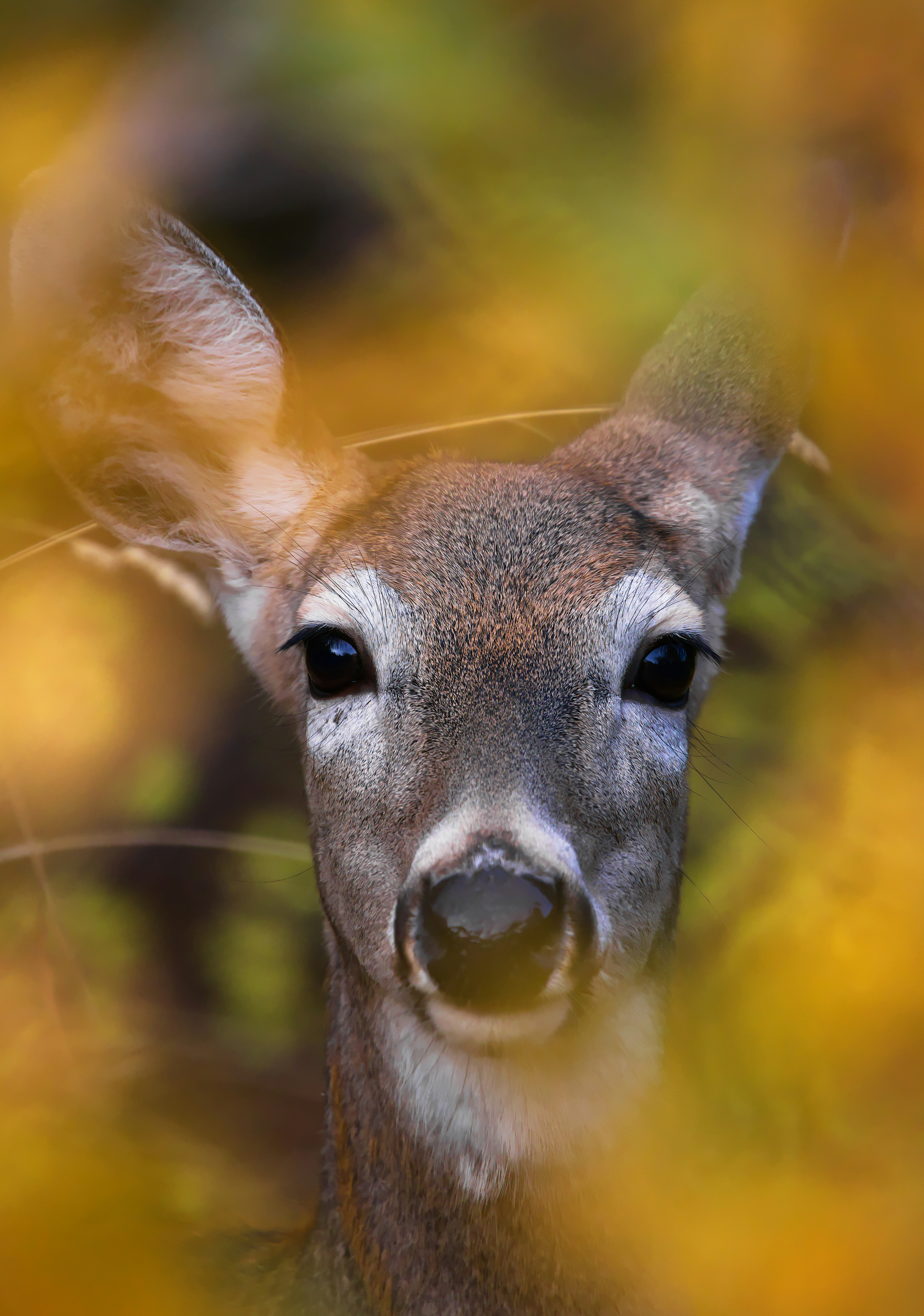 A deer peeking through autumn foliage