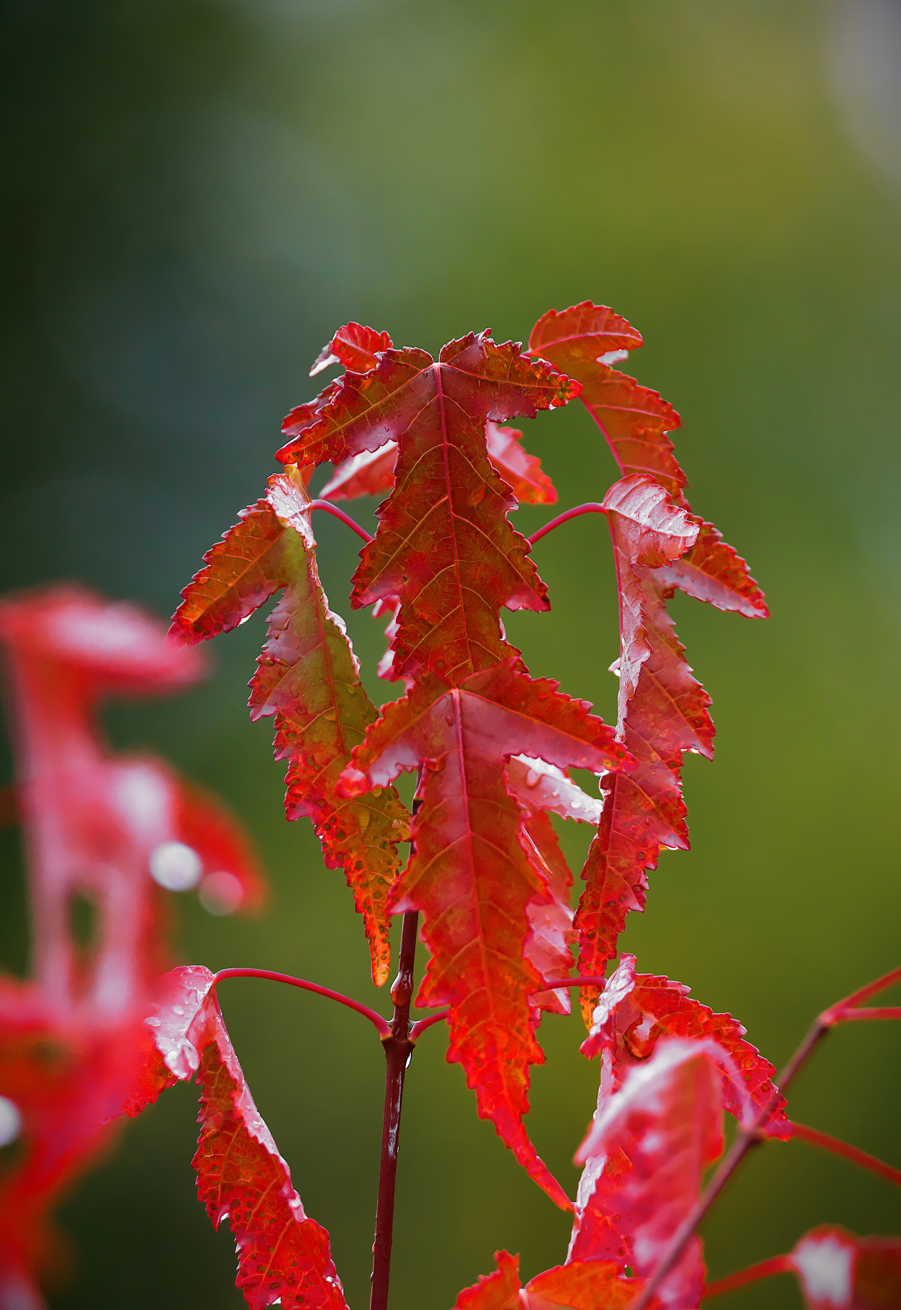 Close-up of vibrant red autumn leaves on a branch