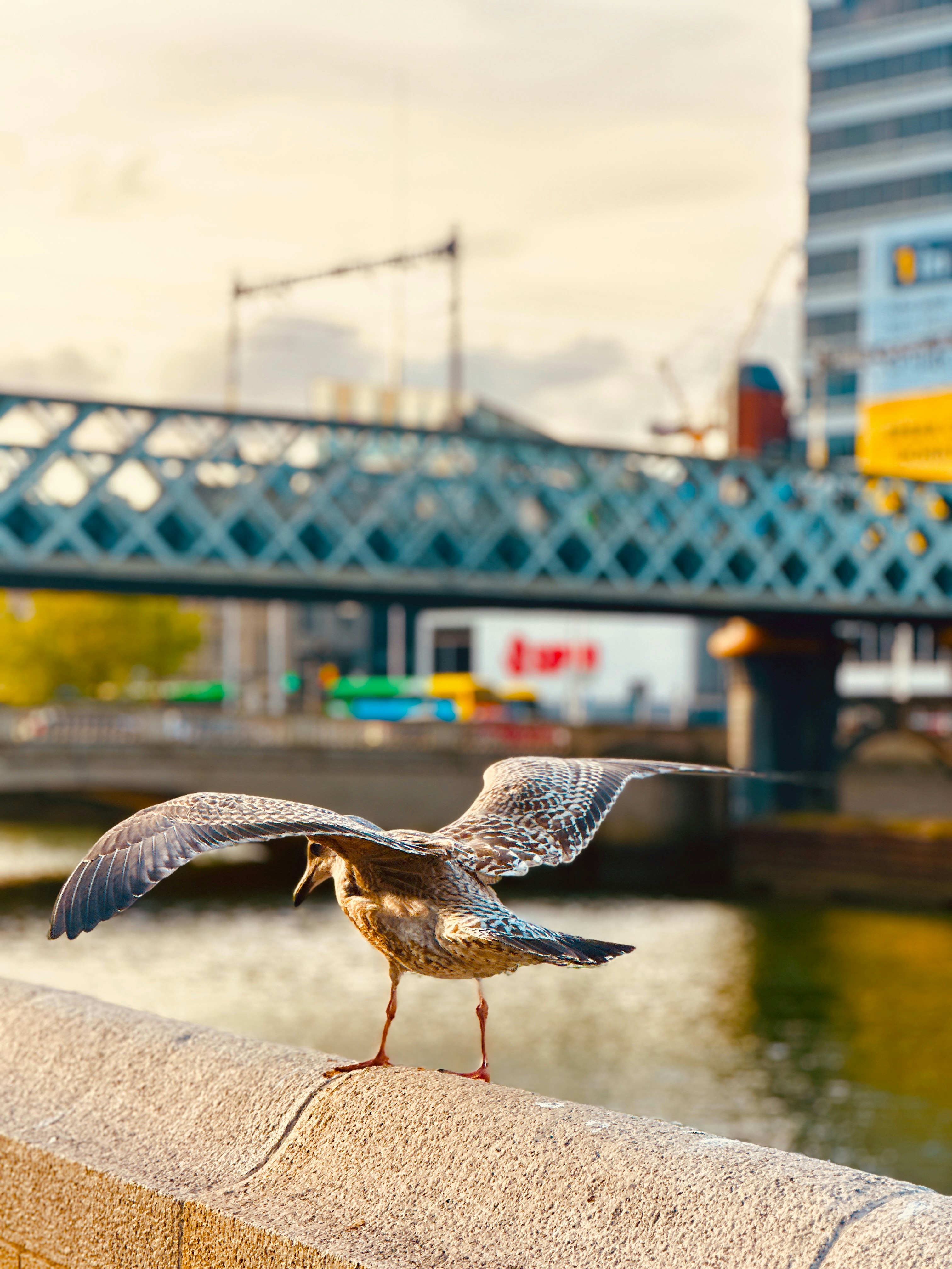 Camar dengan sayap terbentang di dinding