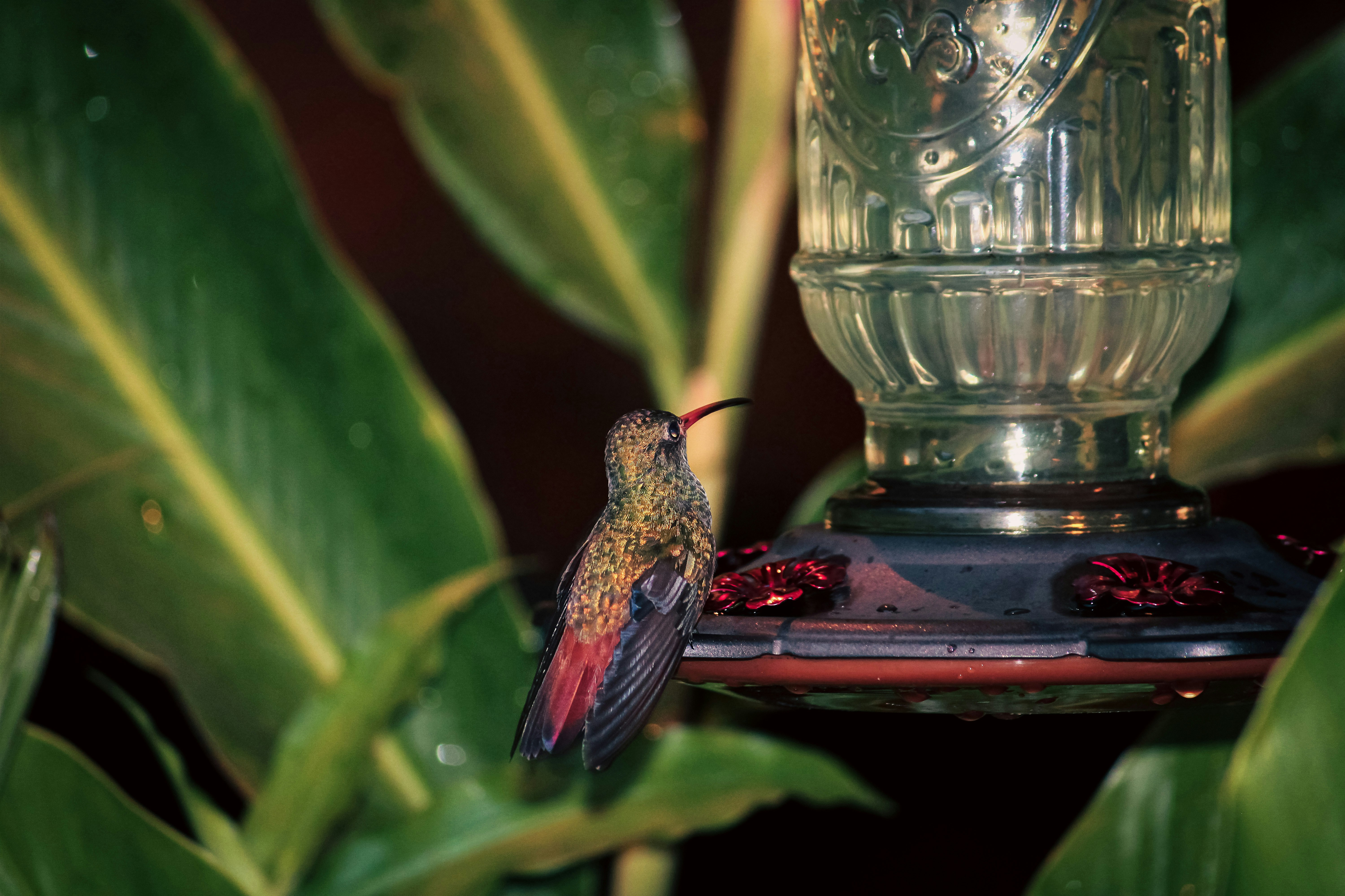 Hummingbird feeding from a red and black feeder.