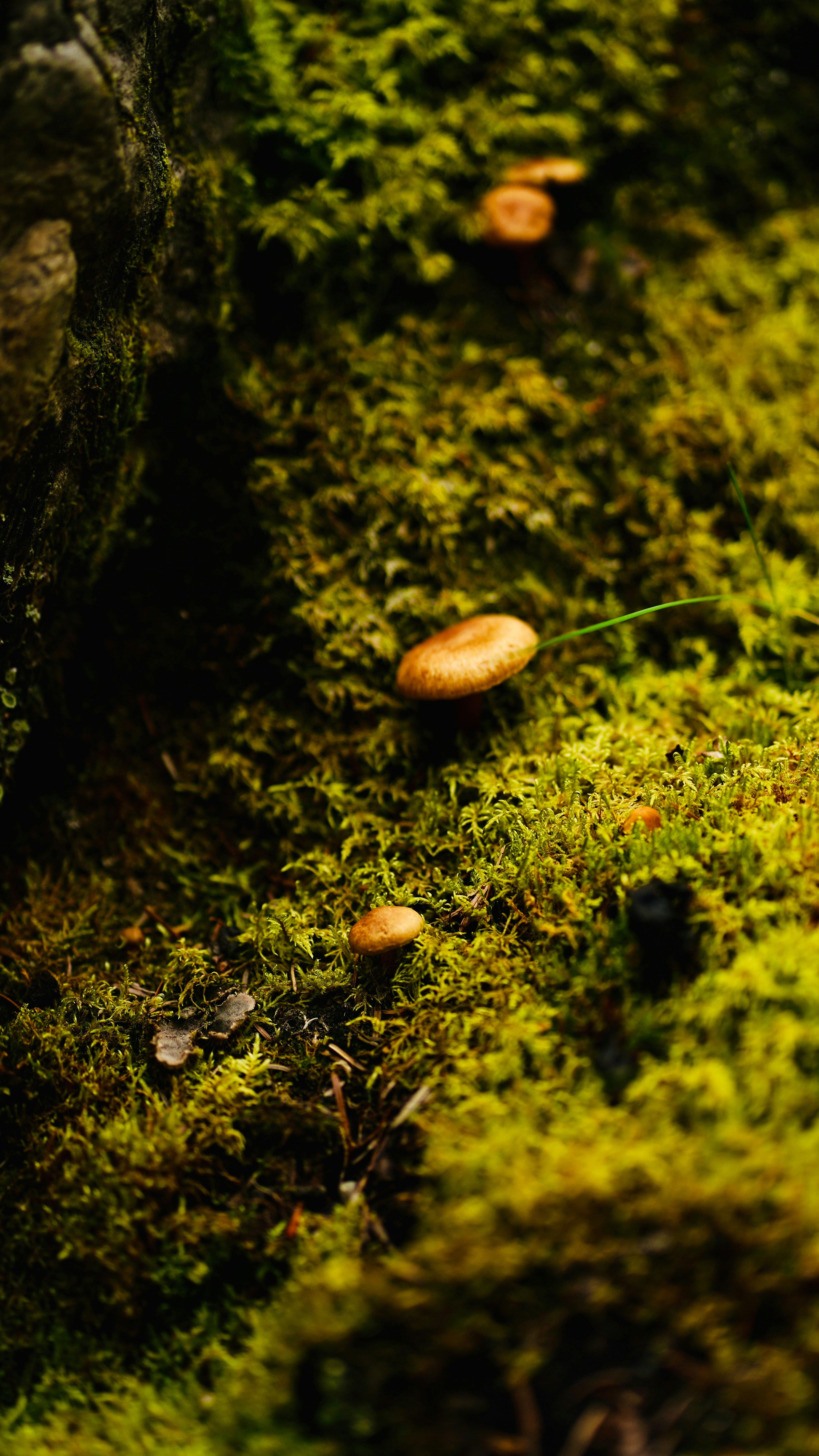 Photo by sangam_sharma