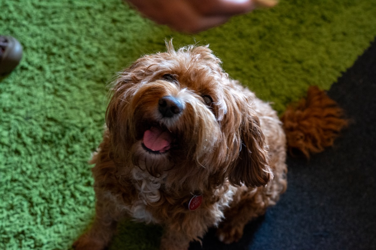A happy dog out on a walk with its owner