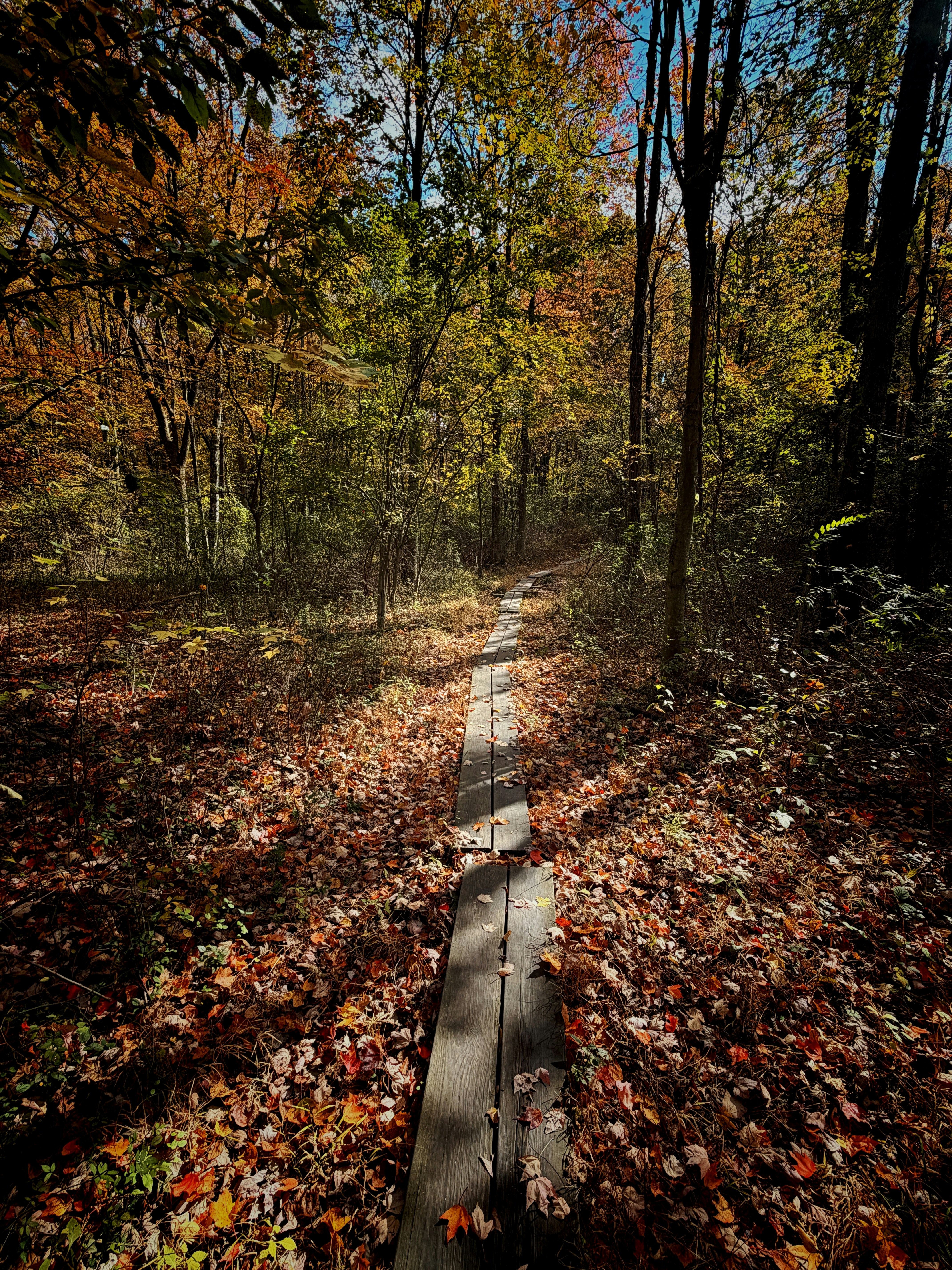 Wooden boardwalk through autumn forest with fallen leaves