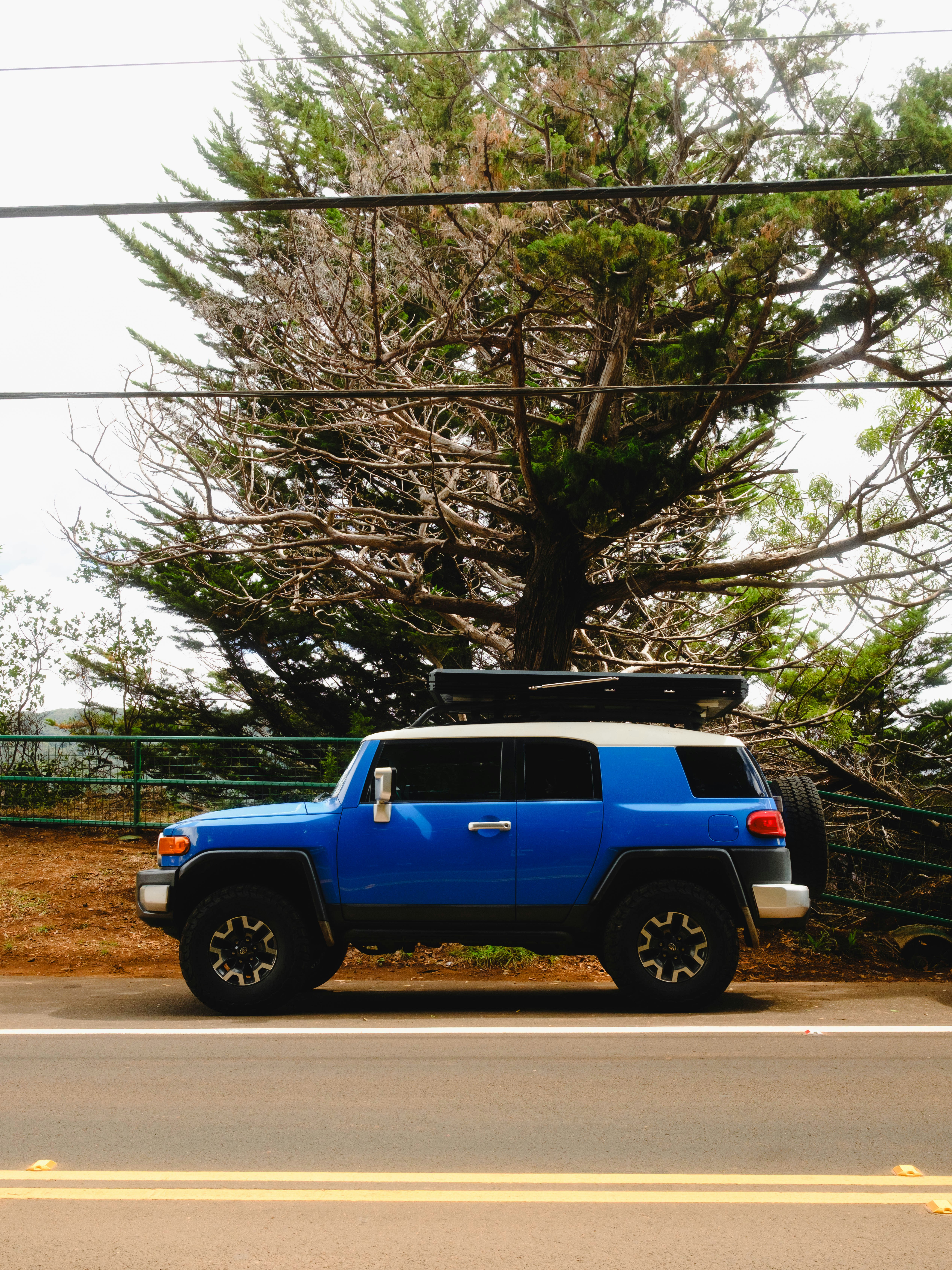 Blue suv parked beside a large tree