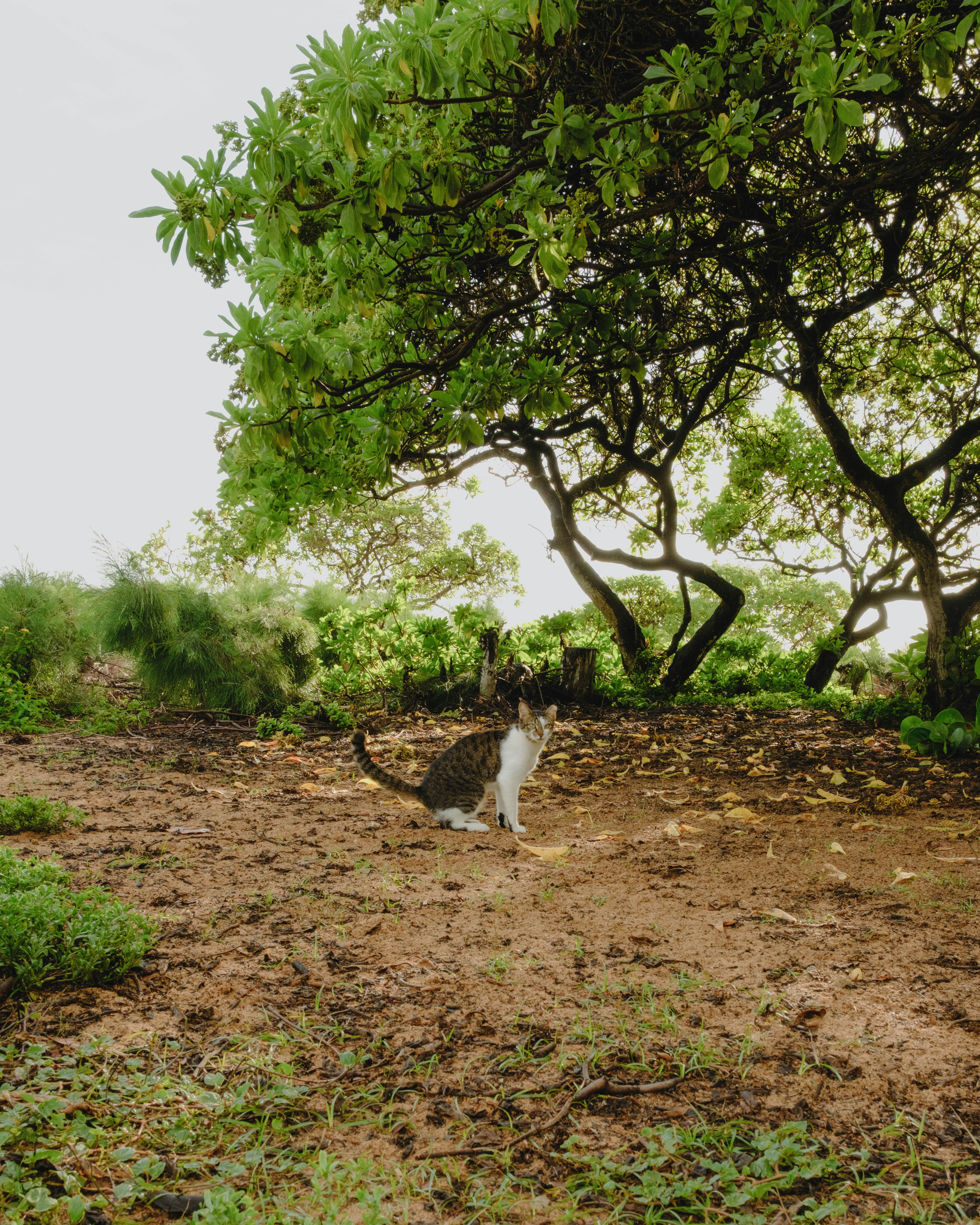 A cat sits on a dirt path under trees.