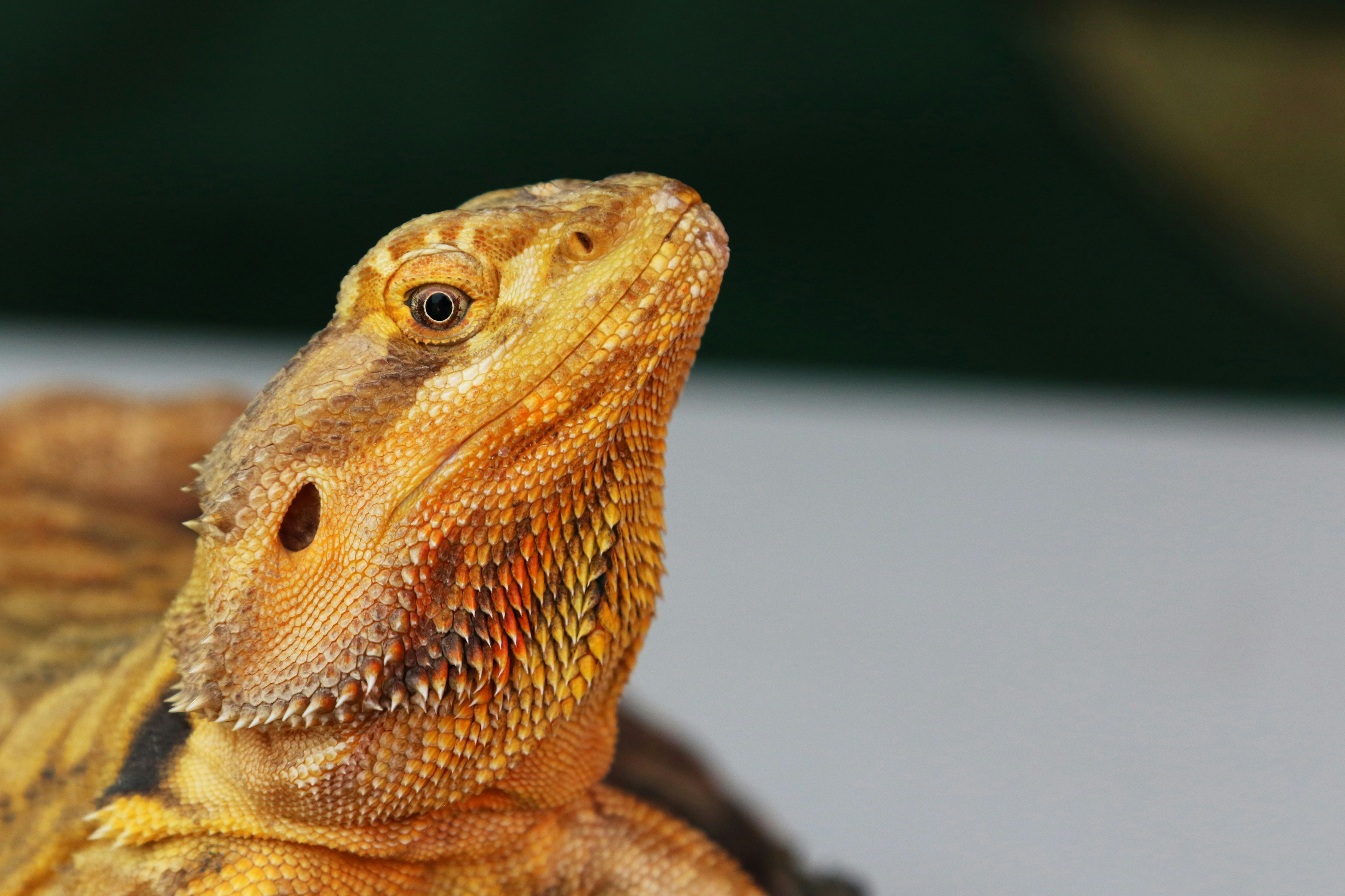 Close-up of bearded dragon's head