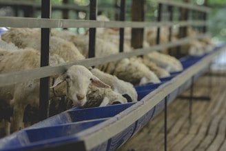 Several sheep eating from a blue trough
