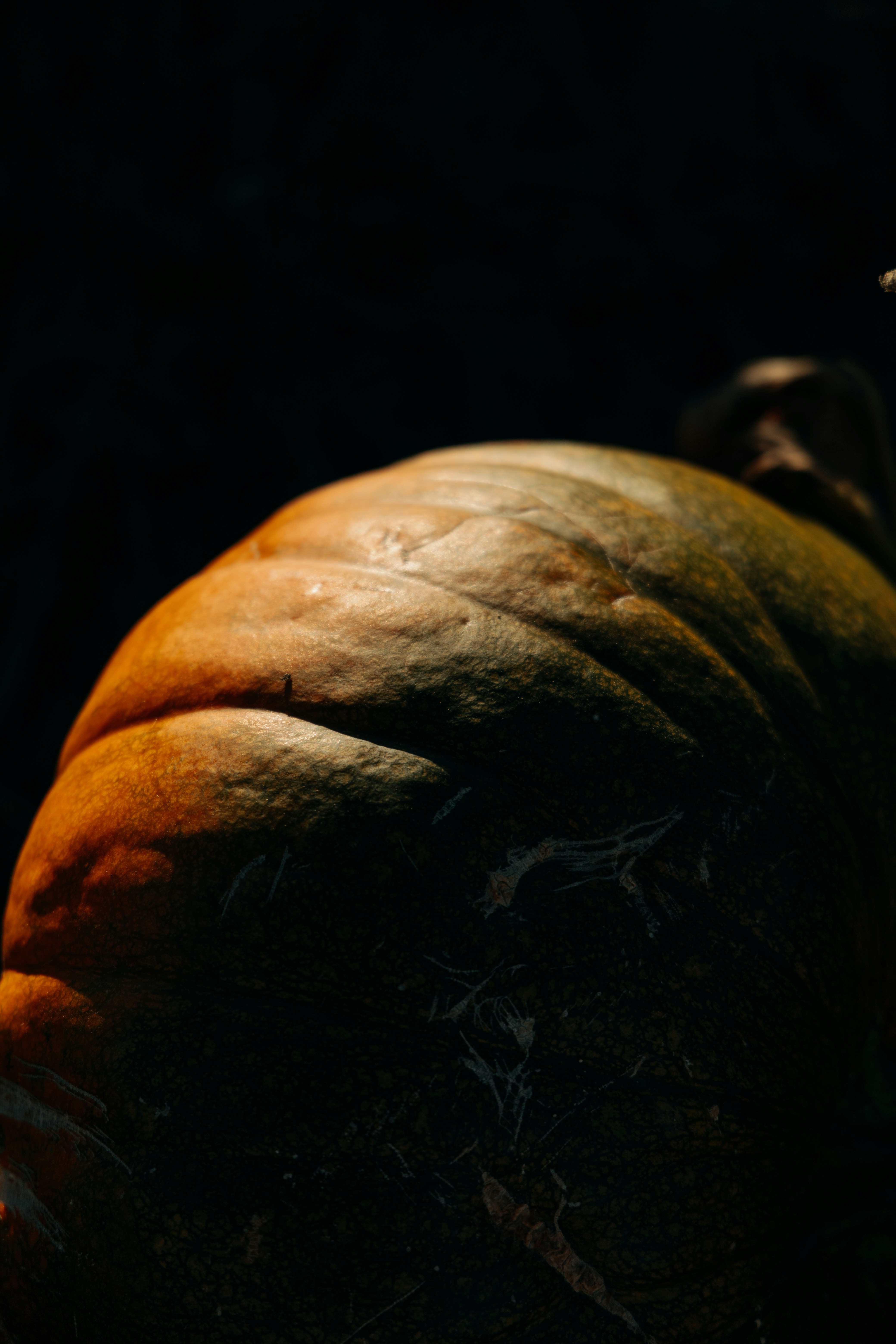 Close-up of a large pumpkin with dramatic lighting