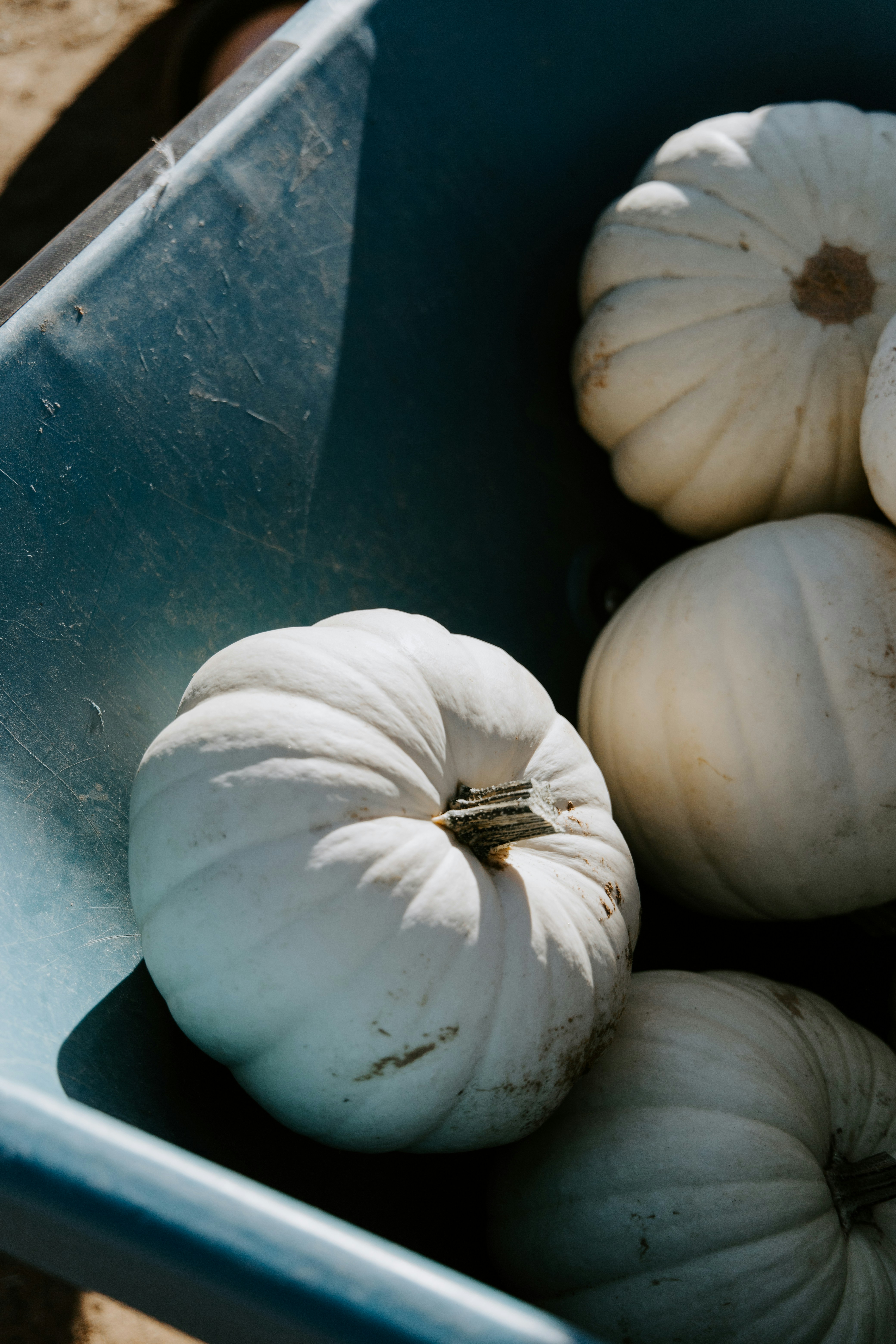 Several white pumpkins sit in a blue wheelbarrow.