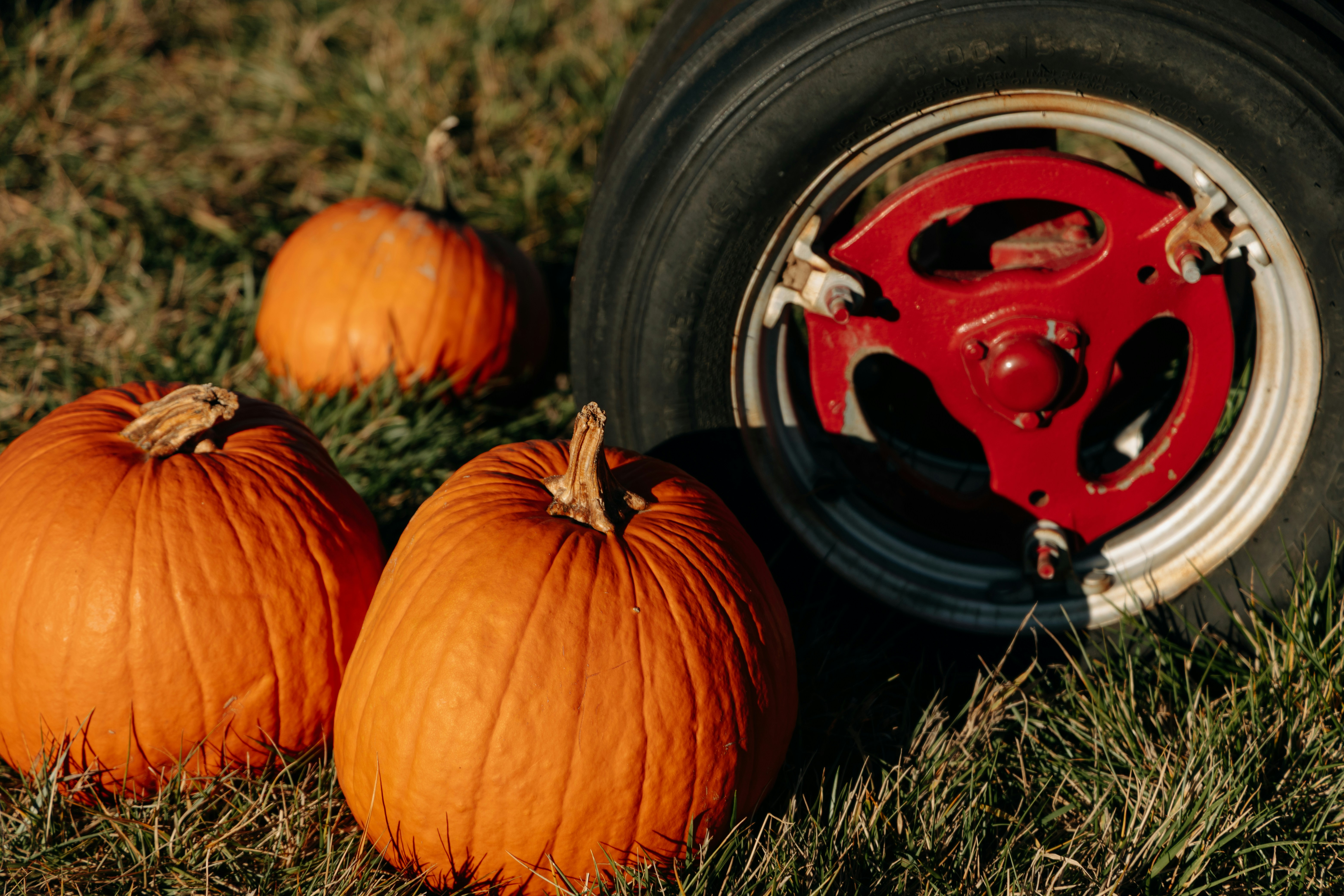 Three pumpkins next to a tractor wheel