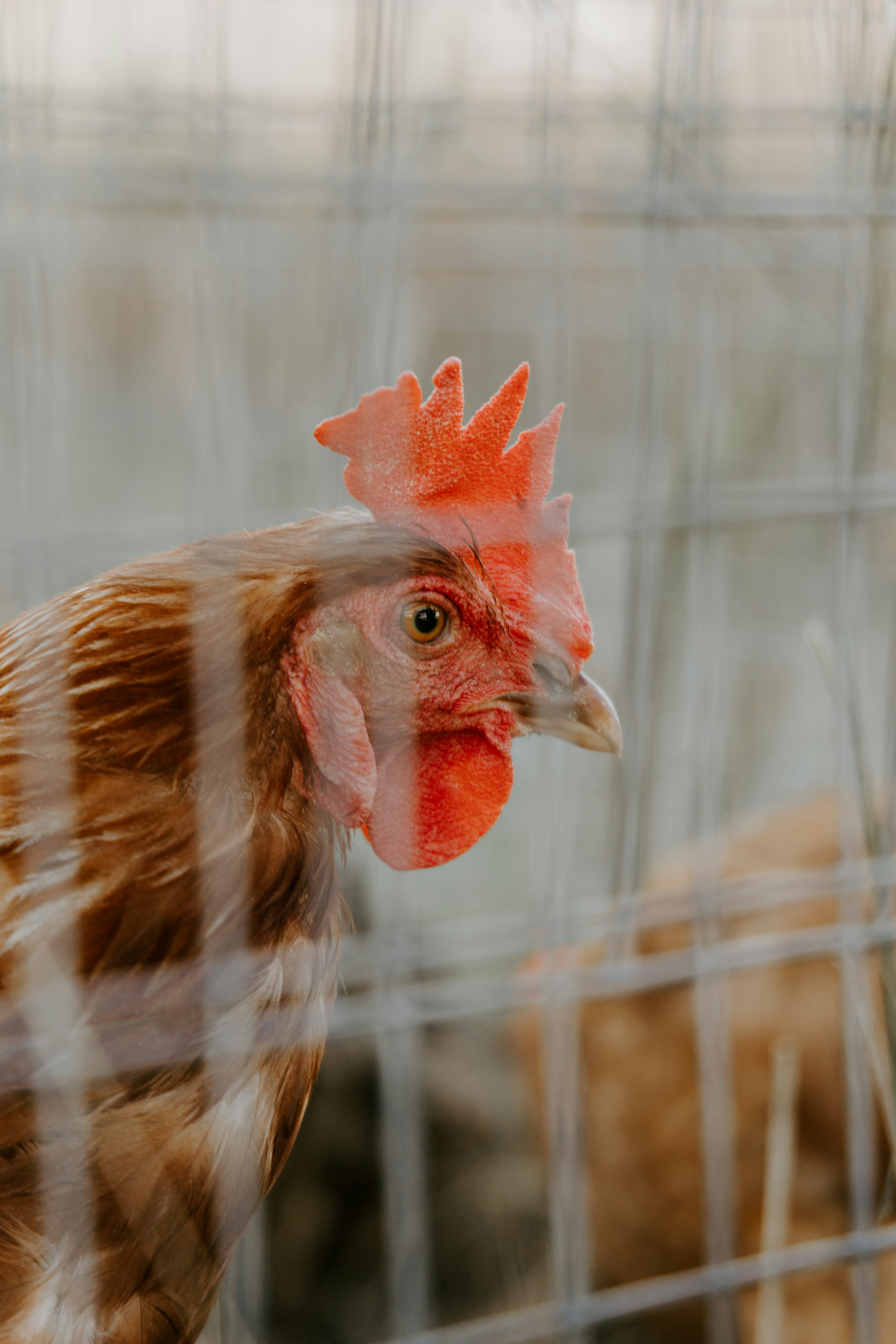 A close-up of a brown chicken behind a fence