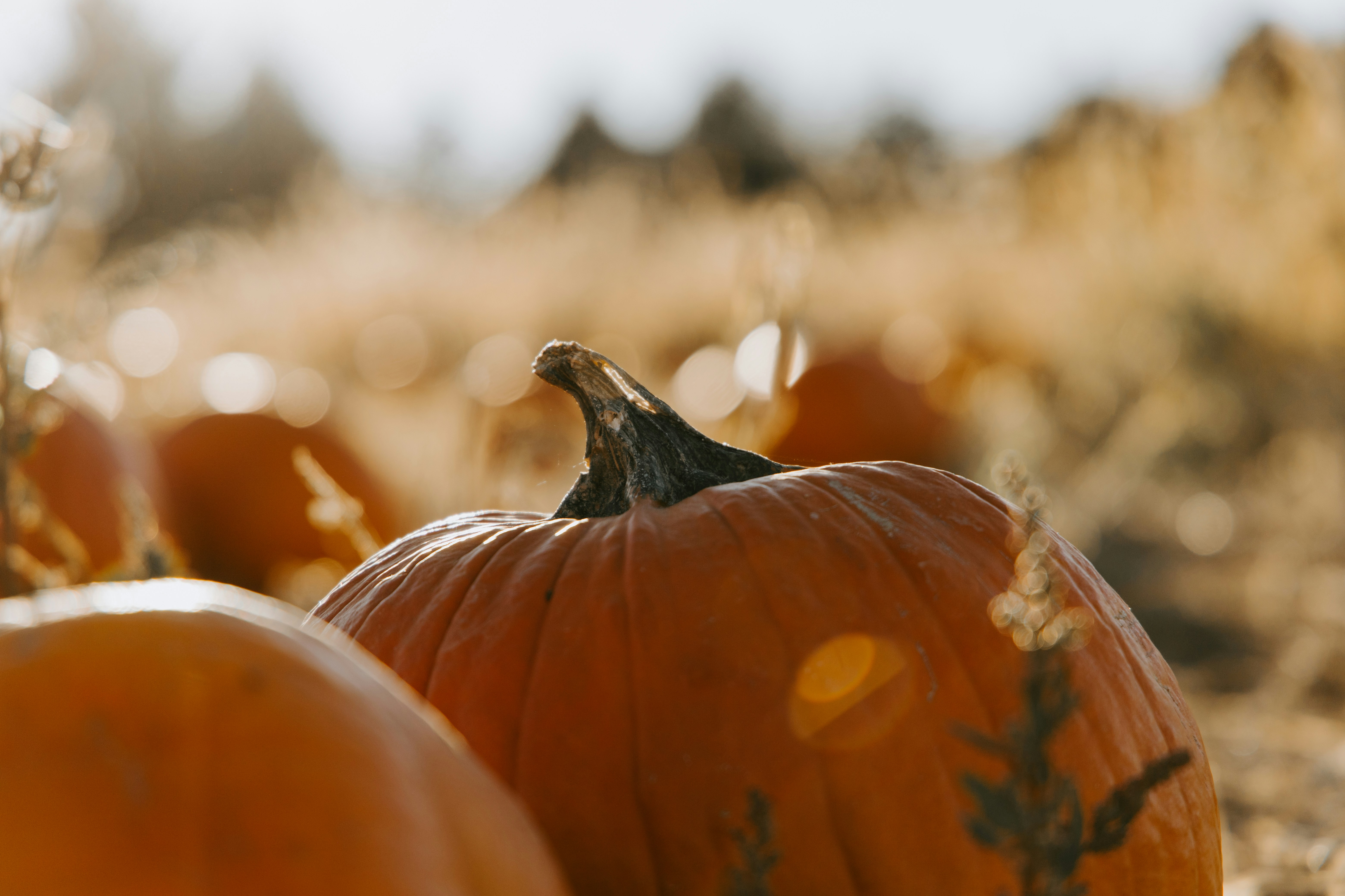 Pumpkins in a field during golden hour
