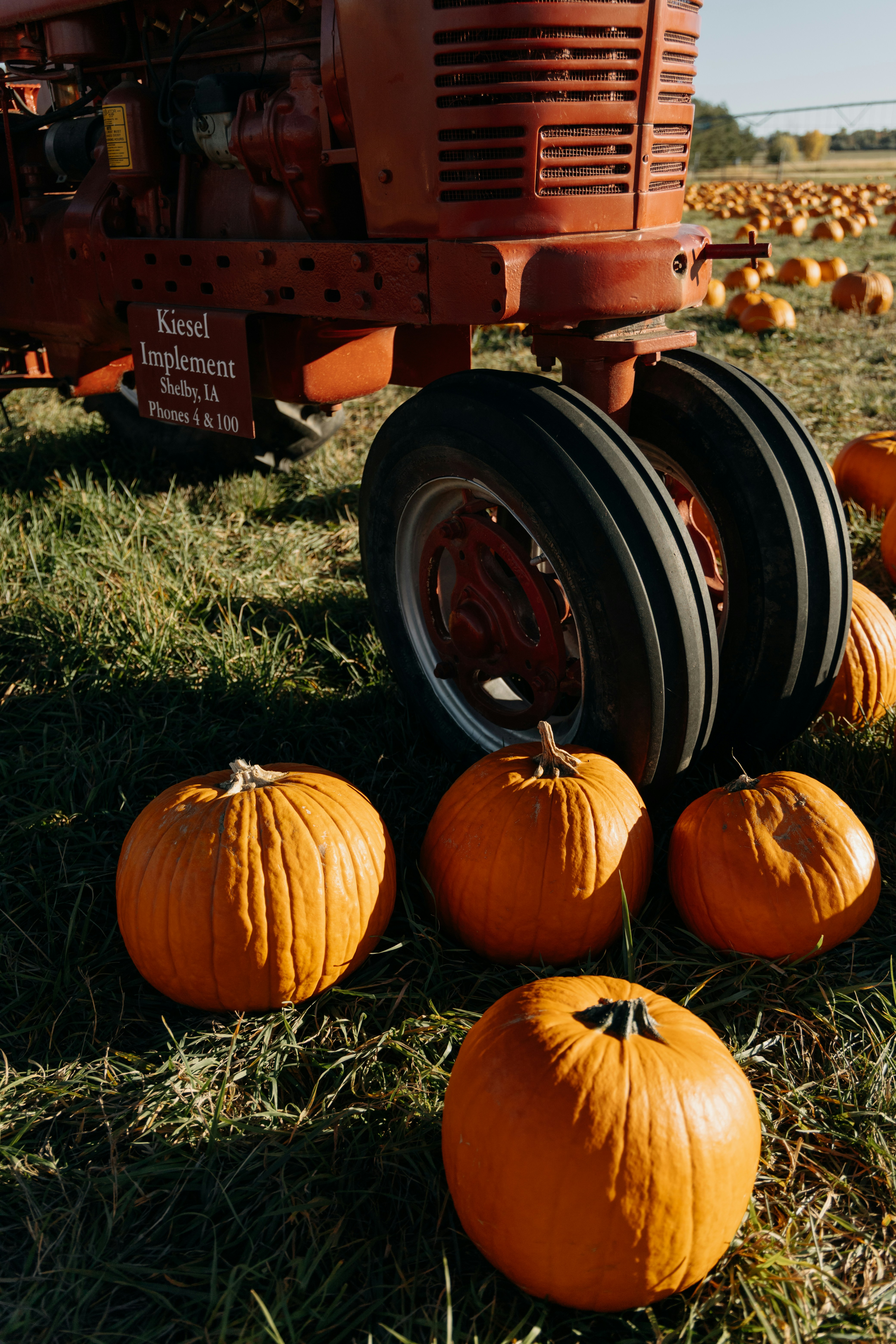 Orange pumpkins sit near a vintage tractor in a field.