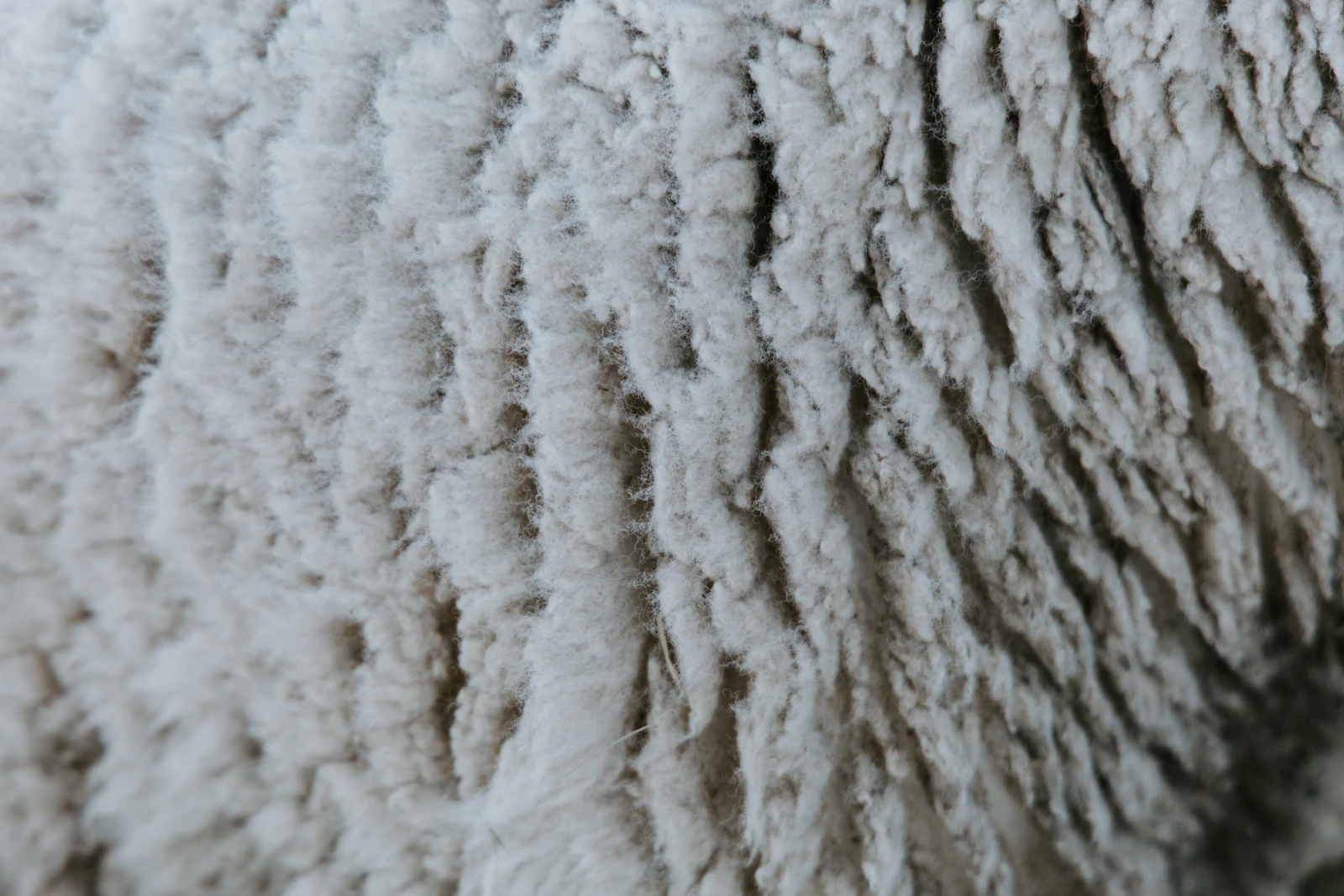 A close, warm-toned macro of twin-faced Australian sheepskin.