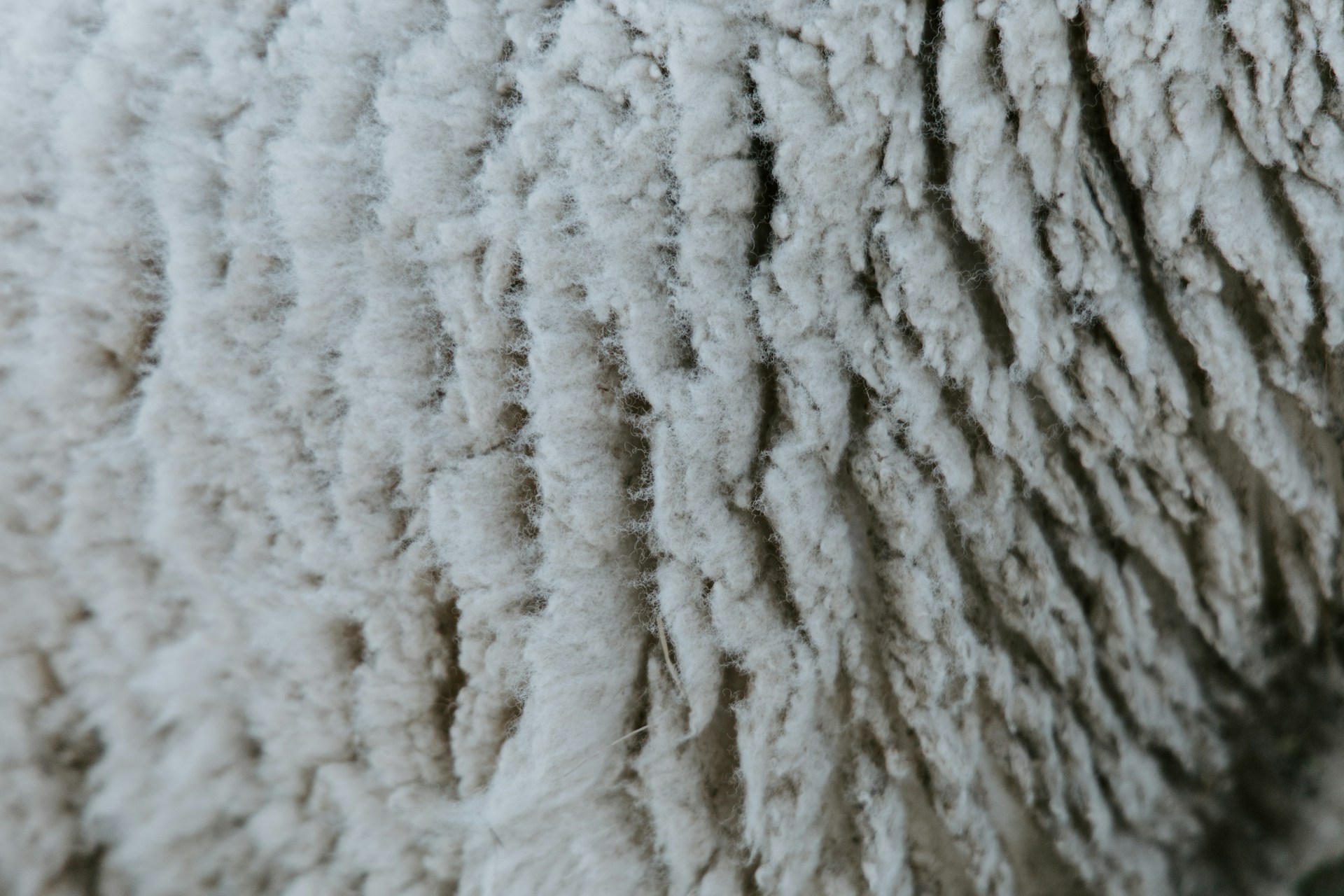 Close-up texture of fluffy white sheep wool.