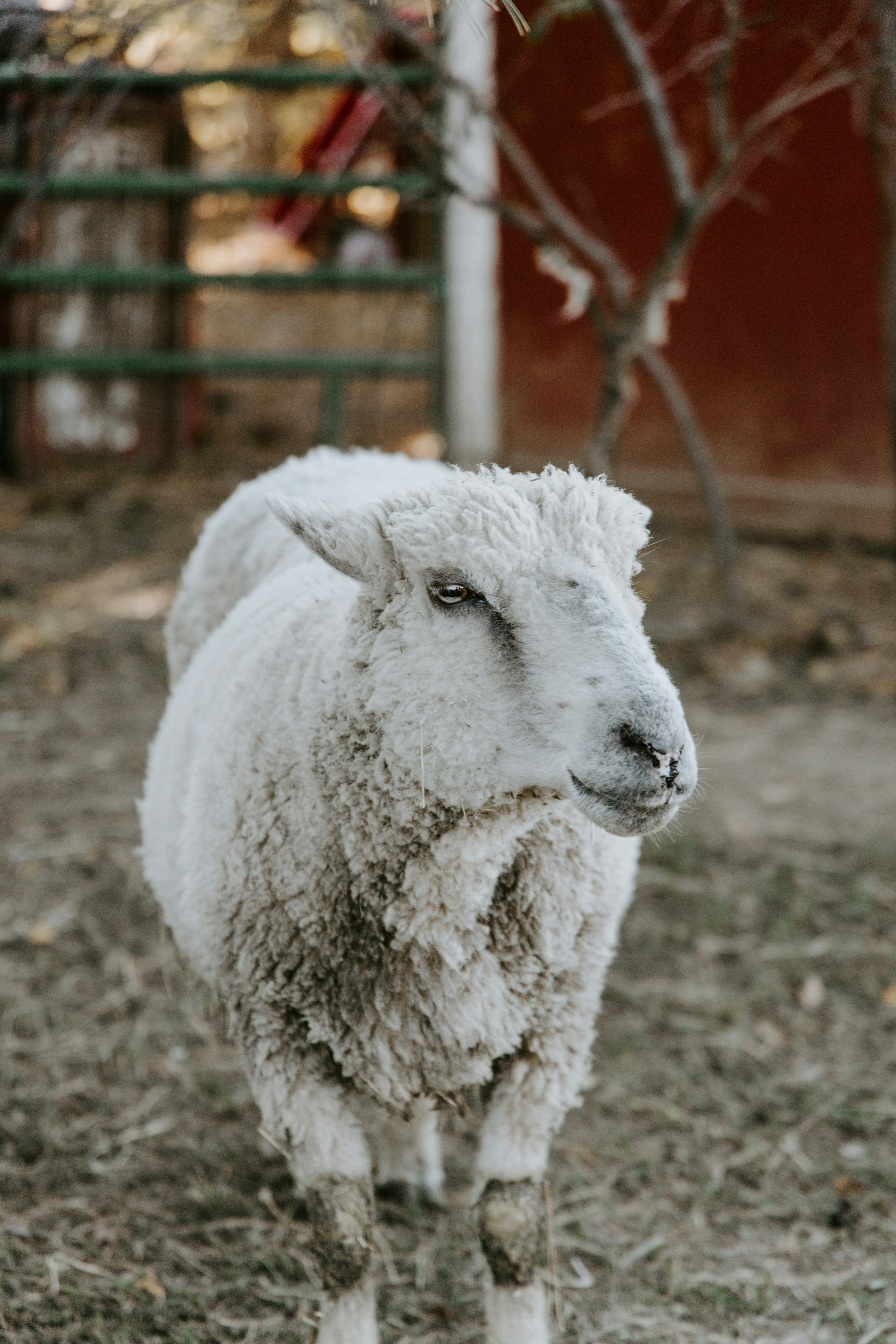 A fluffy sheep stands in a dry, outdoor enclosure.