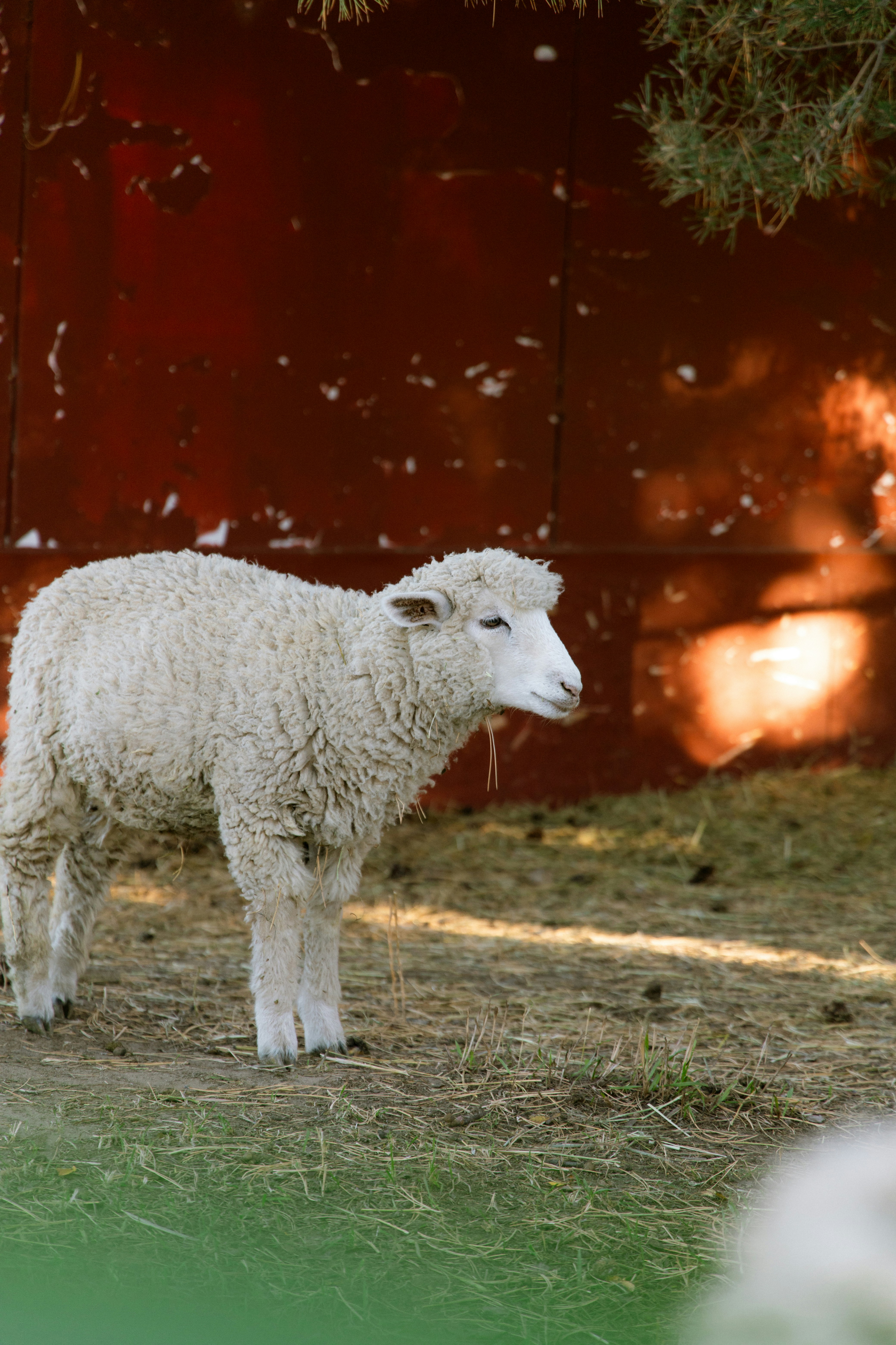 A fluffy white lamb stands near a red wall.