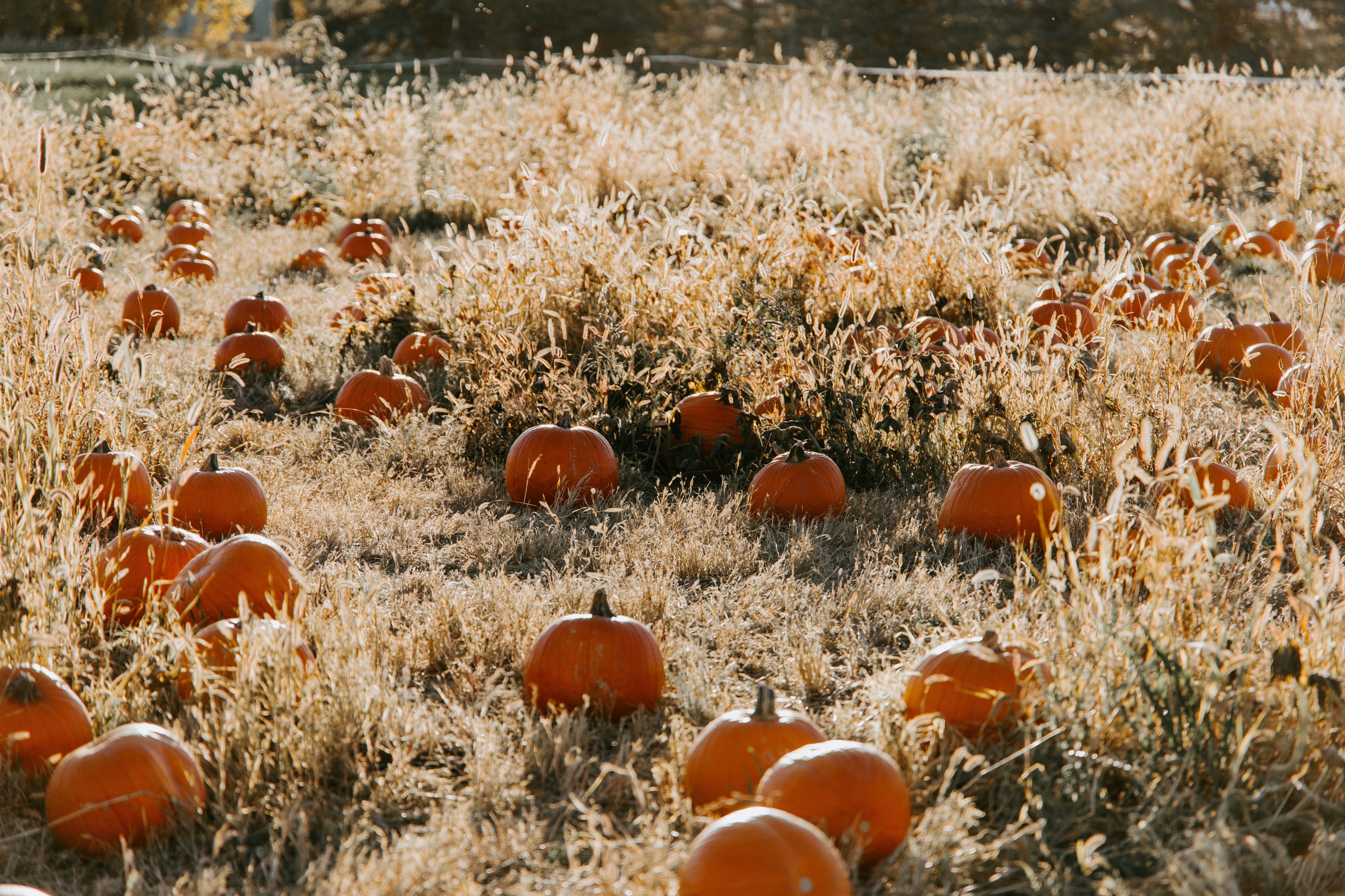 A field of pumpkins in dry grass undergrowth