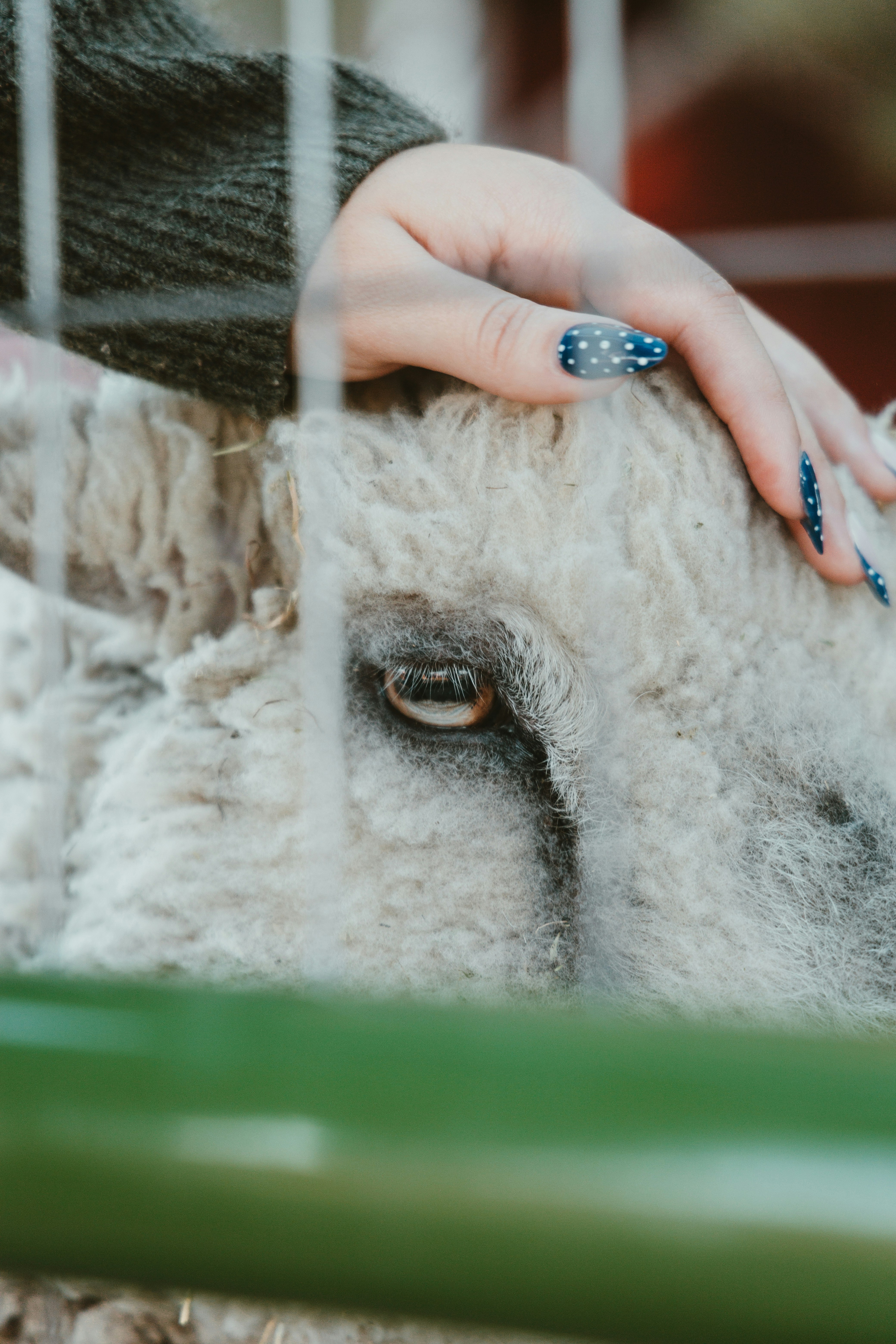 A hand pets a sheep's woolly head.