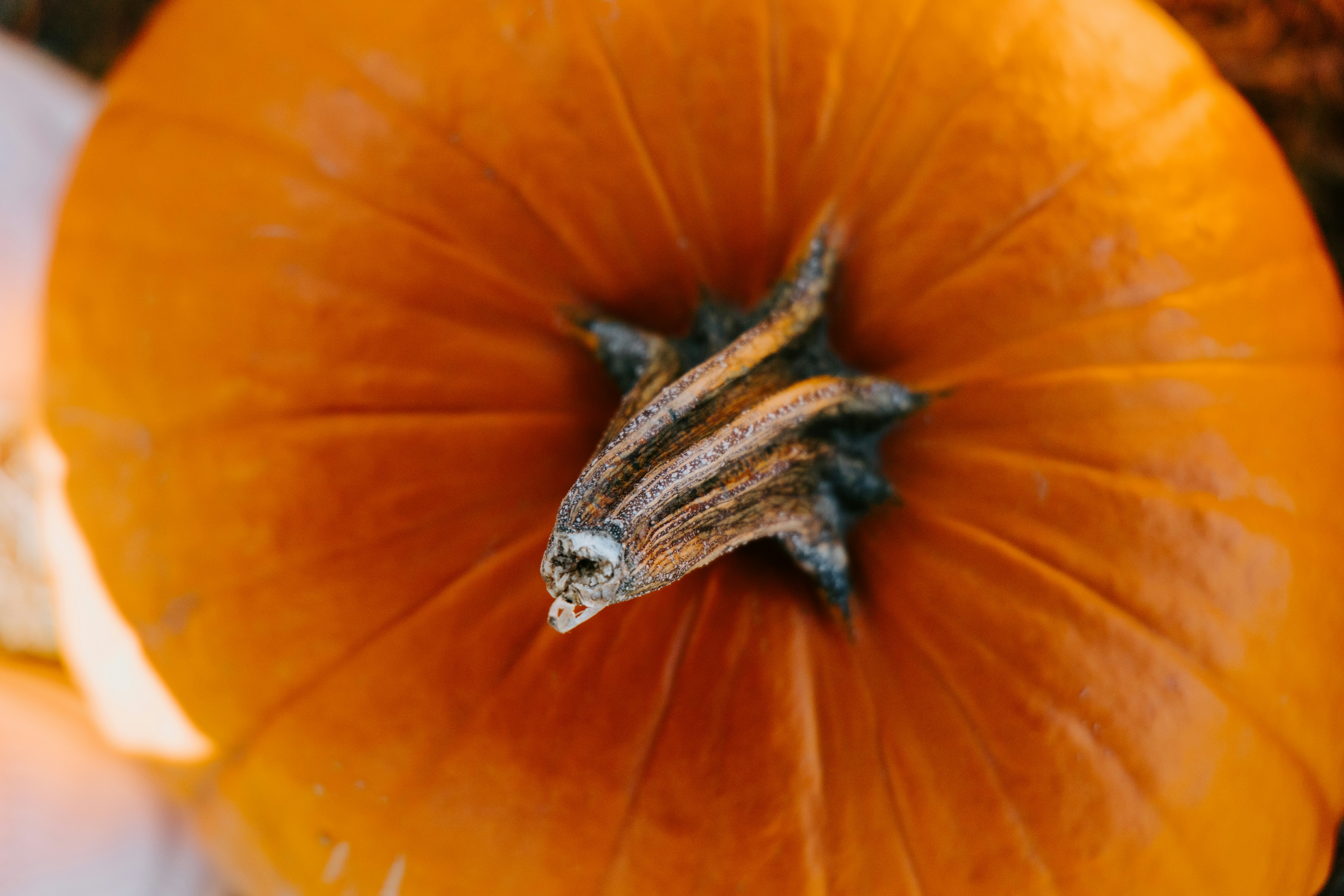 Close-up of a bright orange pumpkin stem