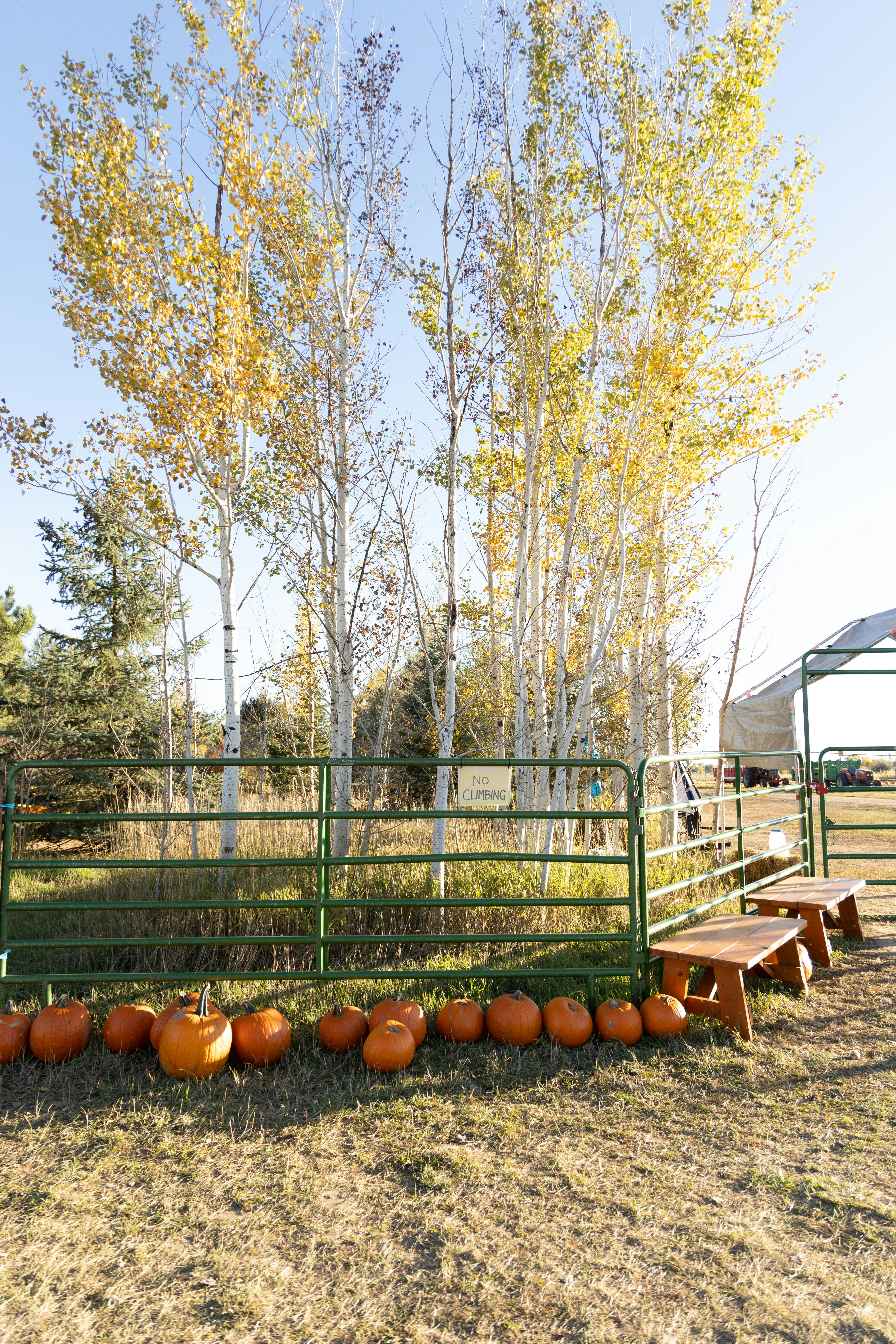 Pumpkins lined up by a fence with autumn trees