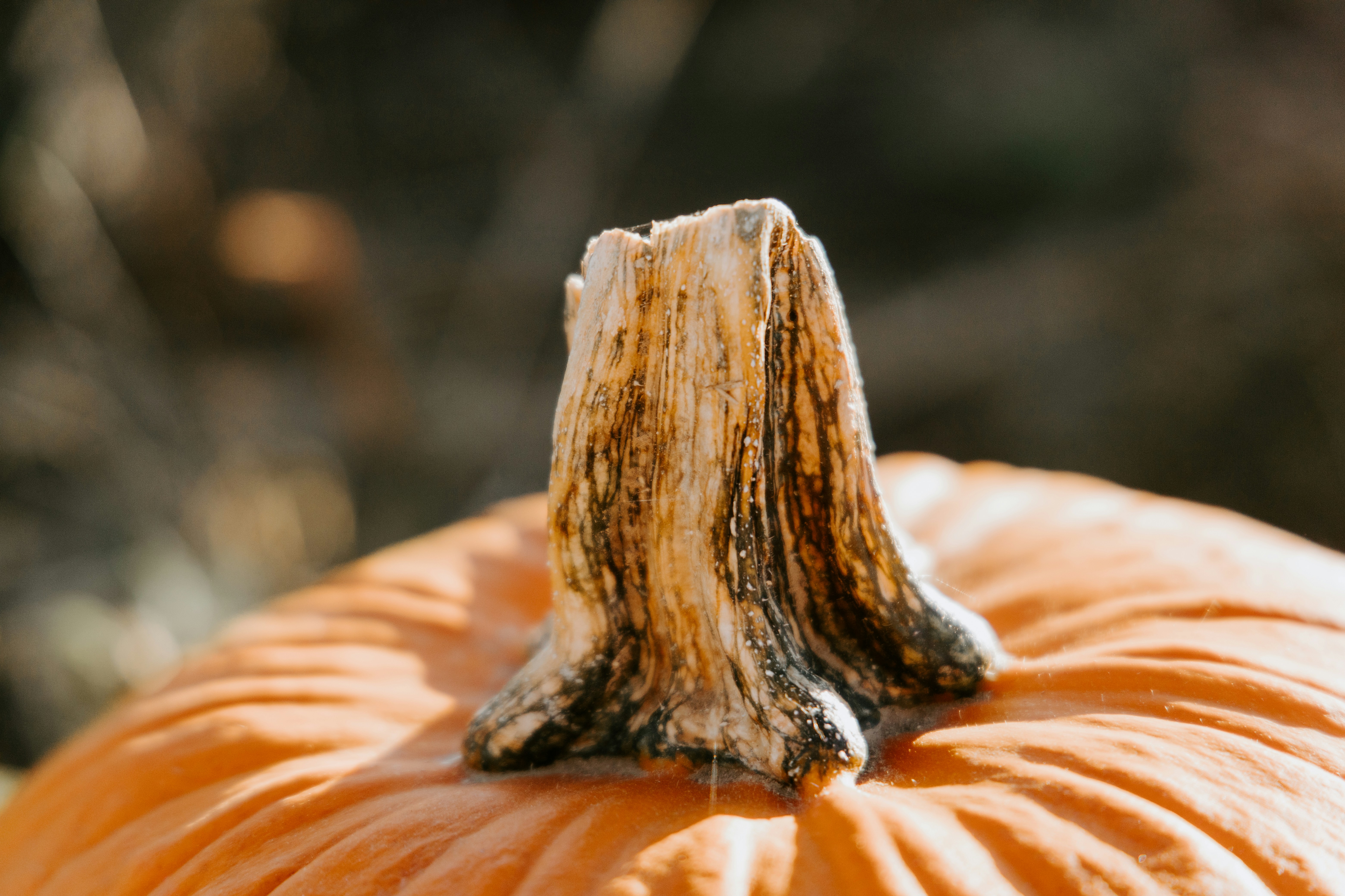 Nahaufnahme eines Kürbisstiels mit einem strukturierten Stiel.