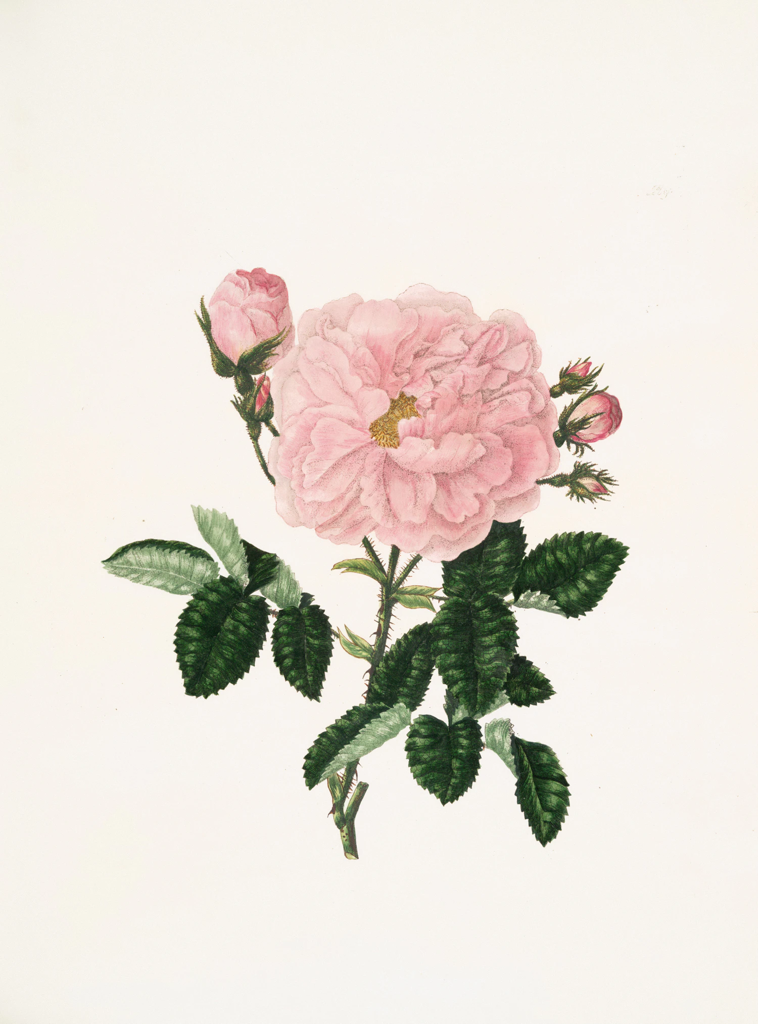 Botanical study of a single pink rose with leaves on white