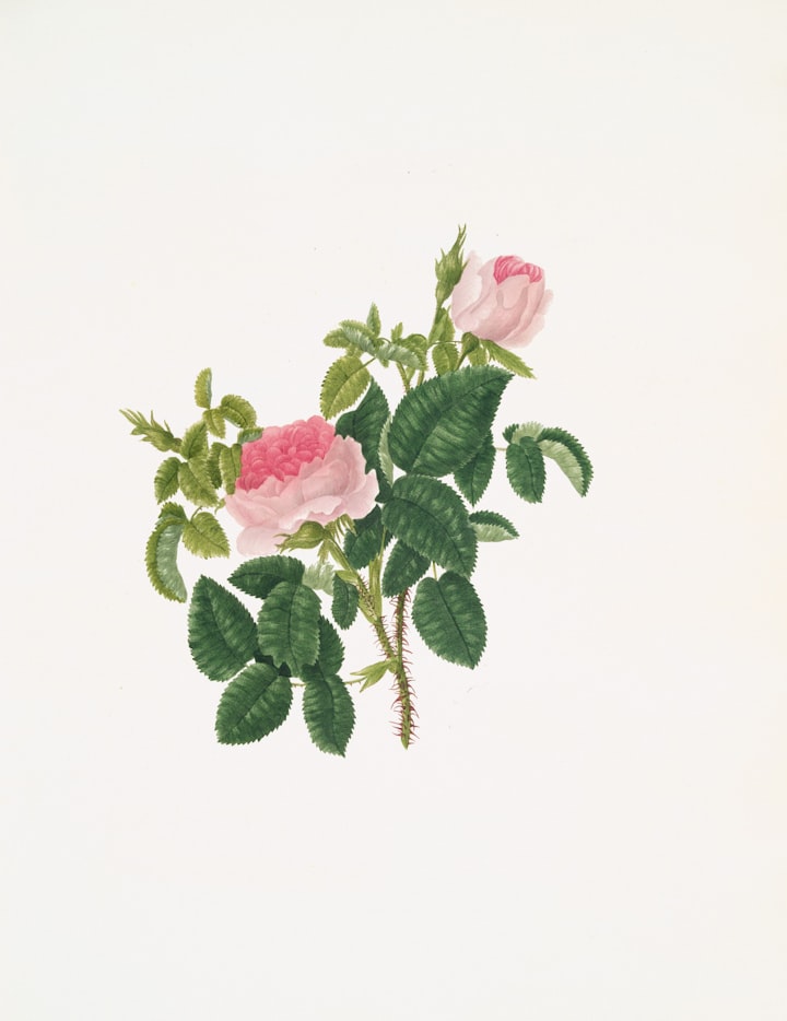 Two centifolia roses on a soft pale ground, evoking the May rose at the heart of N°I